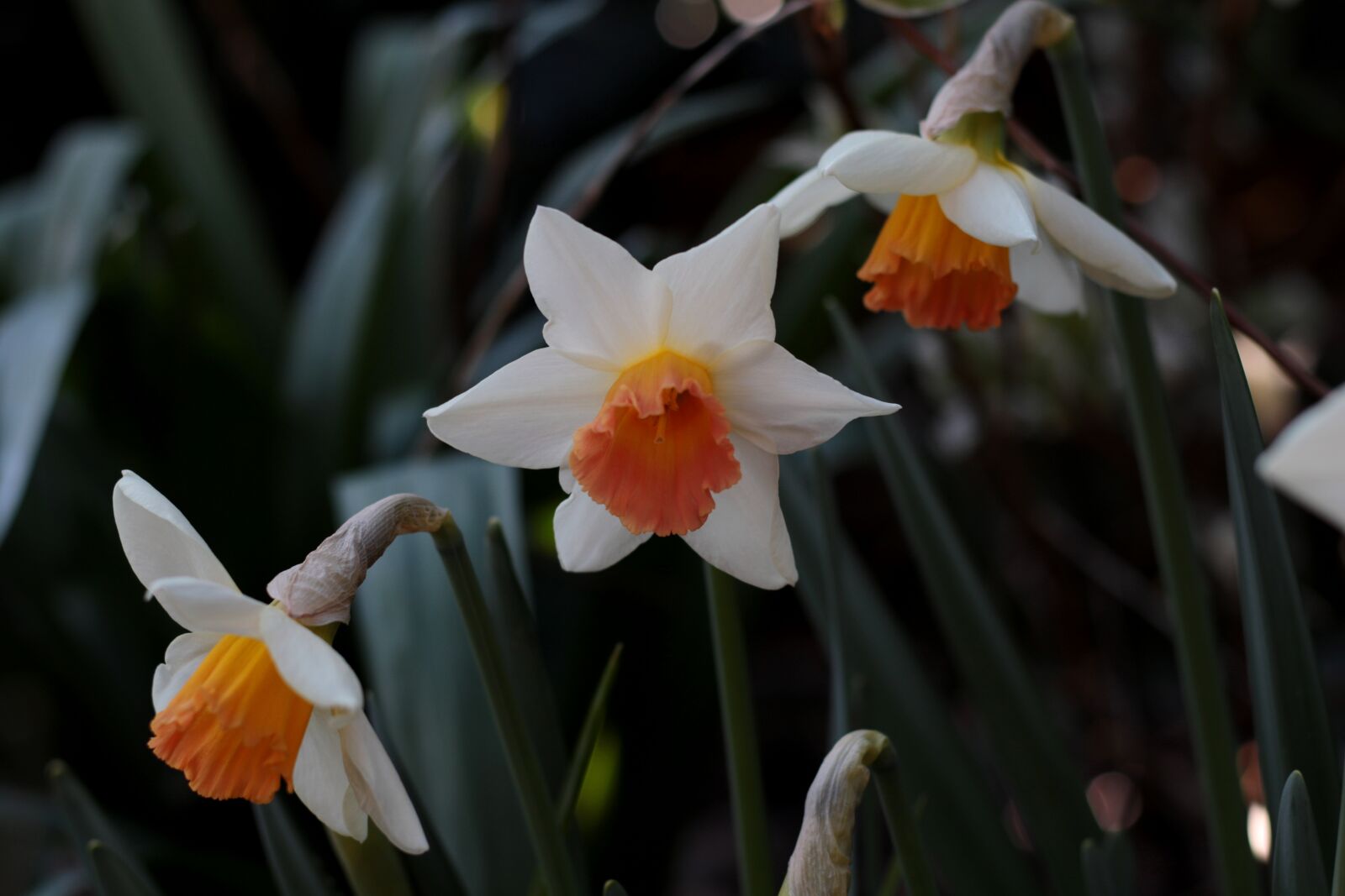 Canon EOS 7D Mark II sample photo. Narcissus pink charm, white photography
