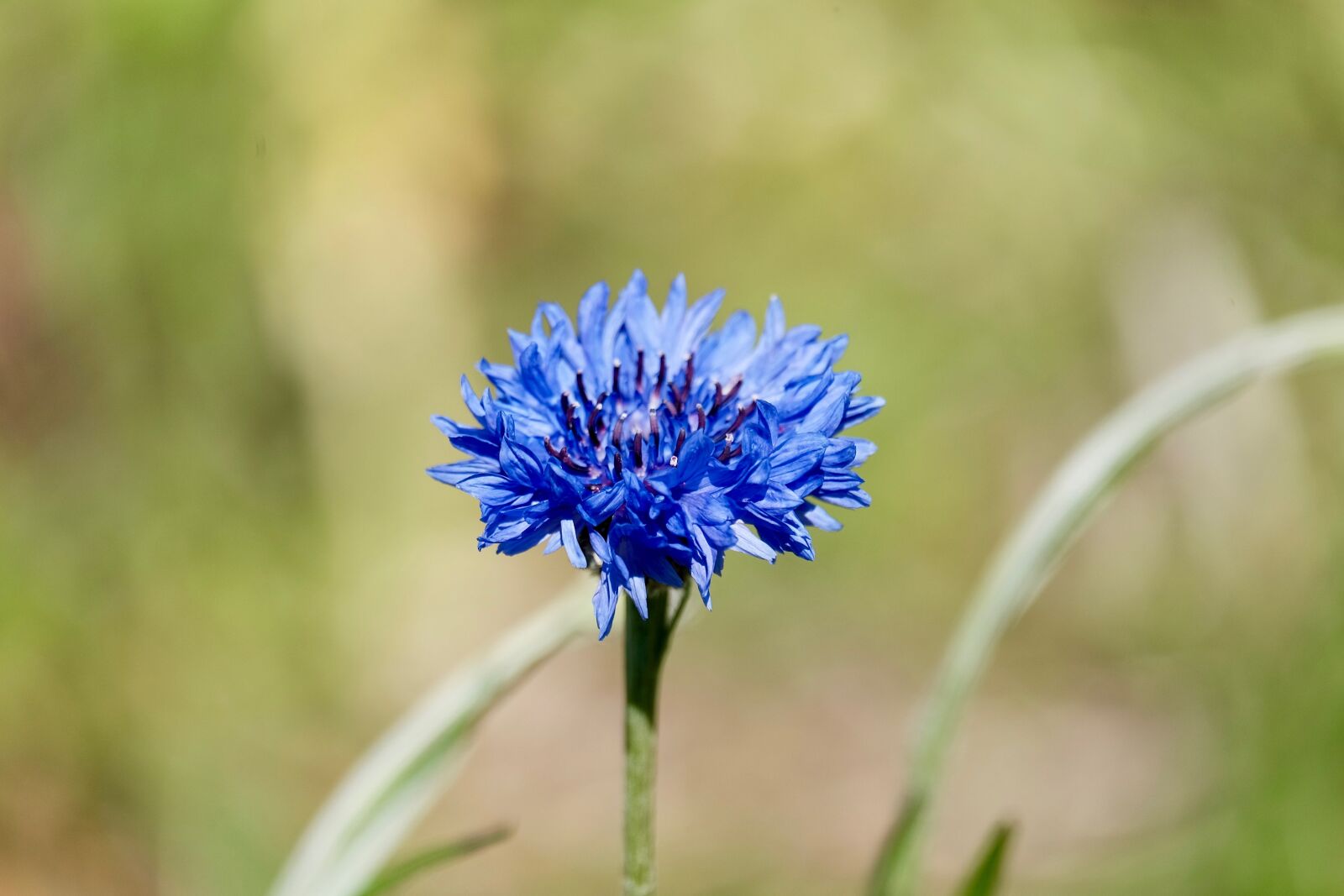 Fujifilm XF 55-200mm F3.5-4.8 R LM OIS sample photo. Flower, purple, grasses photography