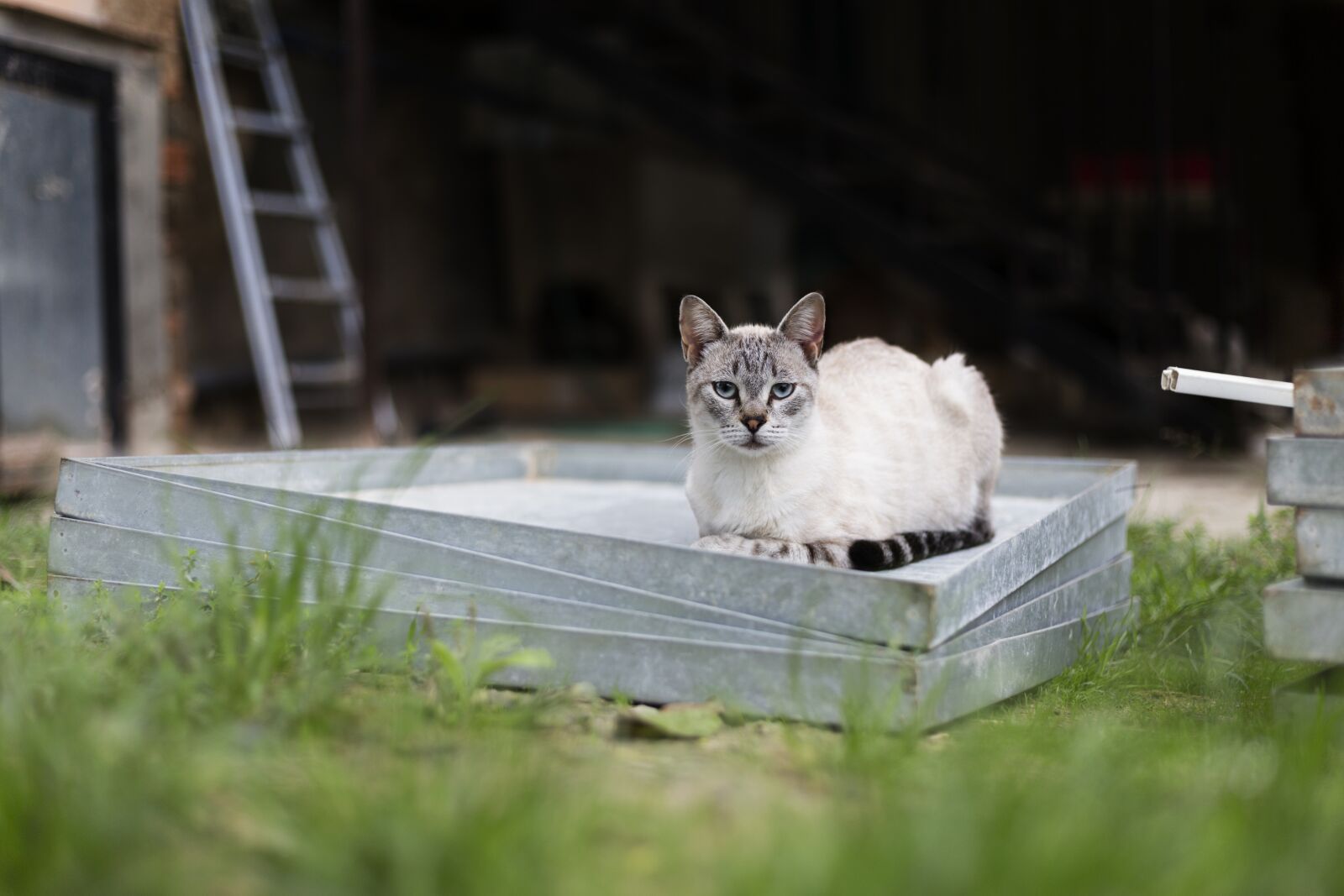 Canon EOS 5D Mark III sample photo. Cat, siamese, kitten photography