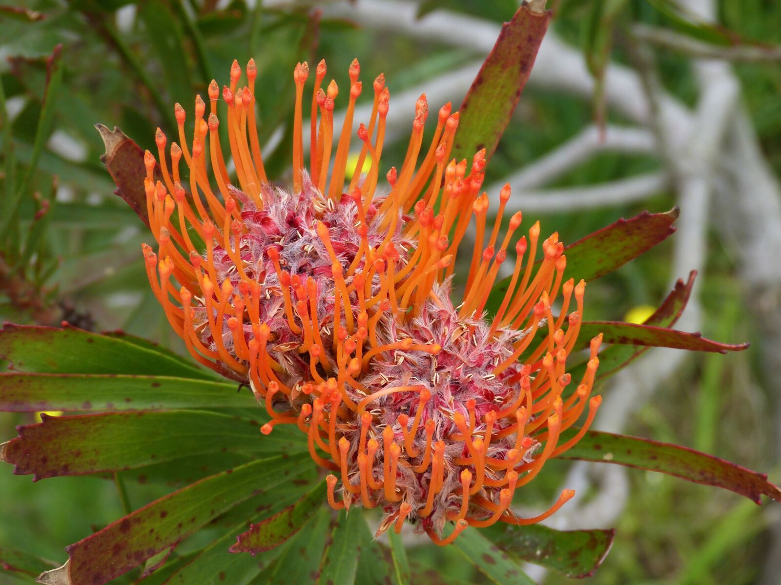 Panasonic Lumix DMC-FZ150 sample photo. Protea, flower, blossom photography