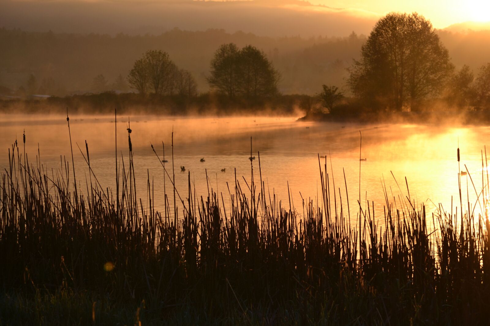 Nikon D3100 sample photo. Morning, sunrise, trees photography