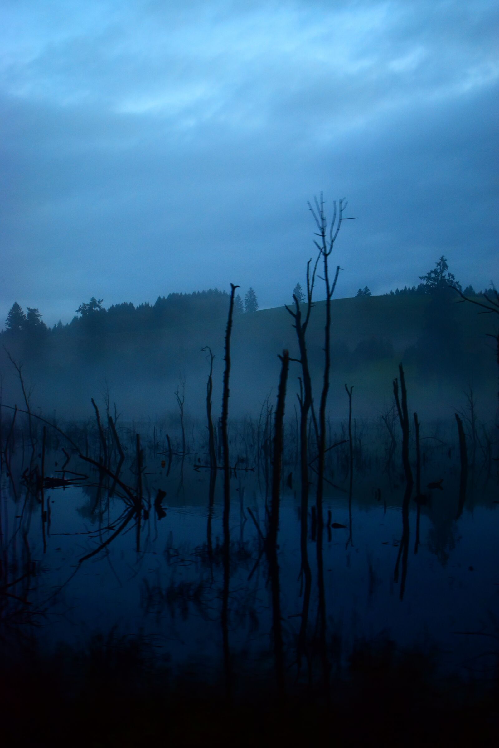 Nikon D3500 sample photo. Fog, trees, forest photography