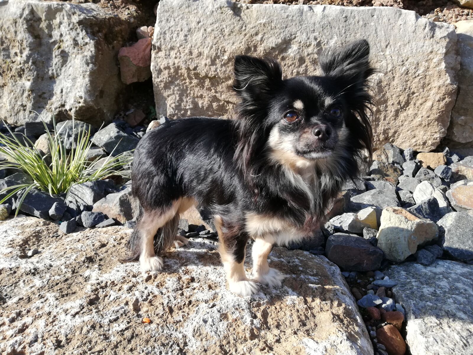 HUAWEI P20 lite sample photo. Dog, chihuahua, natural stone photography