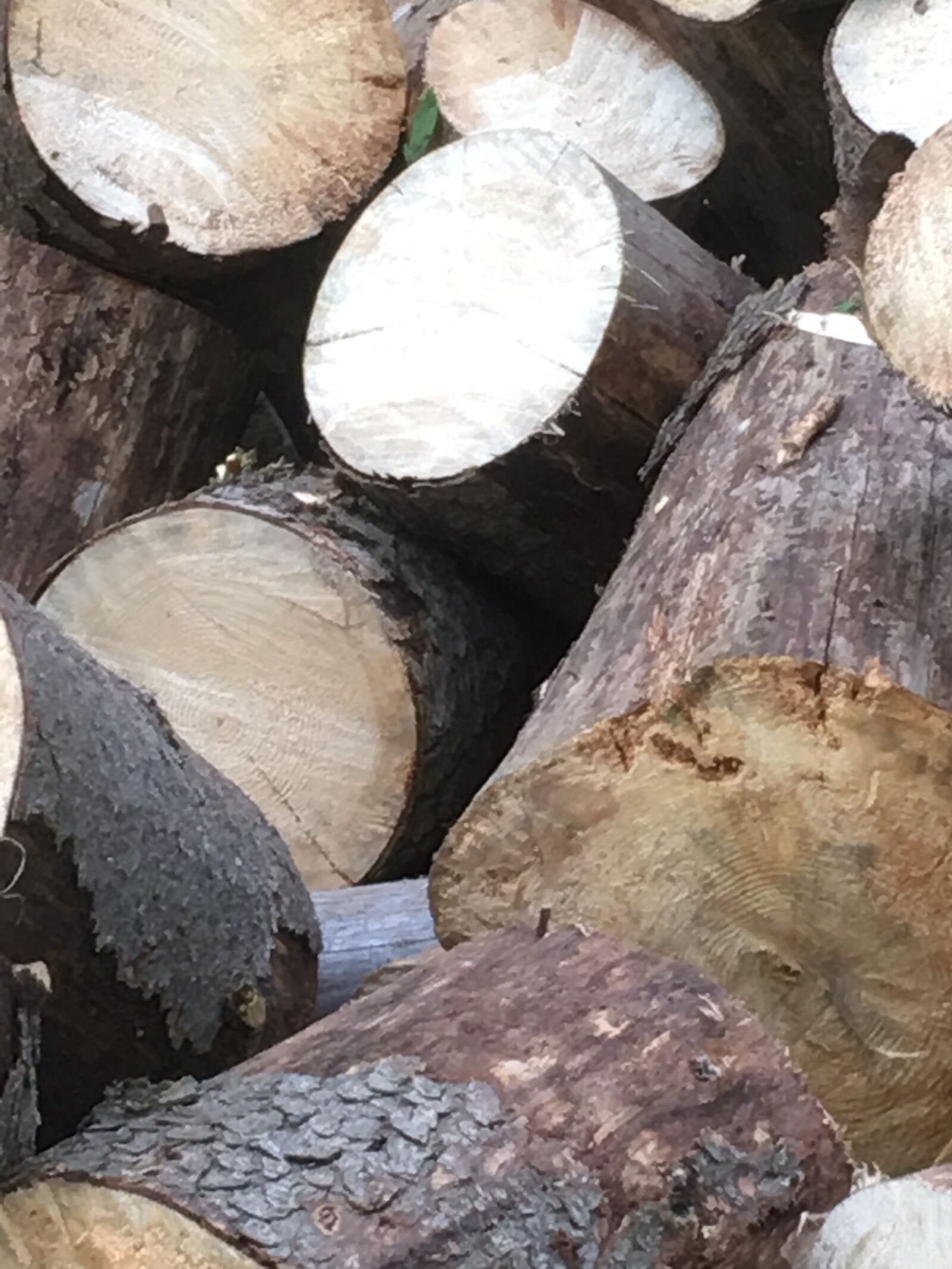 iPhone 6s Plus back camera 4.15mm f/2.2 sample photo. Wood, tree, nature photography