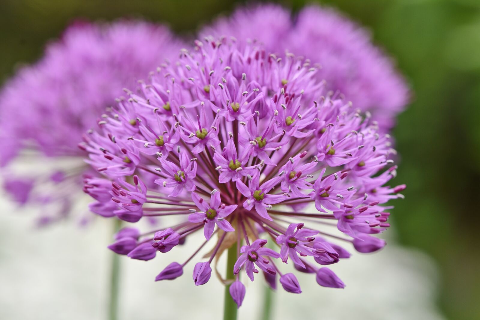 Nikon D7200 sample photo. Ornamental onion, allium stratos photography