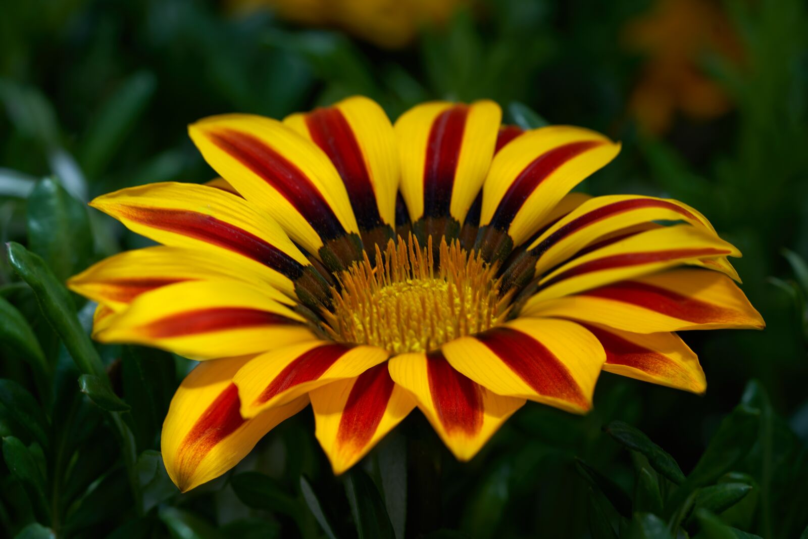 Sony a7R III + Sony FE 90mm F2.8 Macro G OSS sample photo. Flower, gazanias, gazania photography