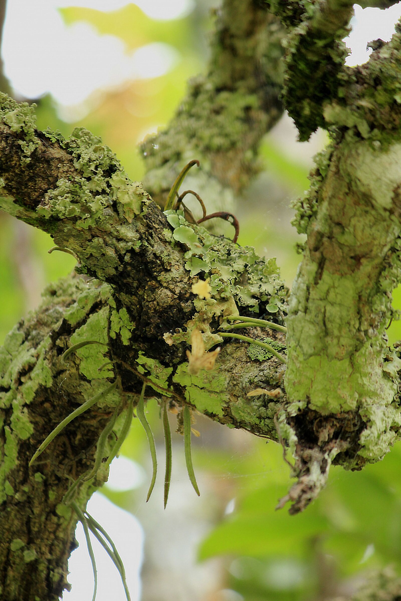 Canon EOS 550D (EOS Rebel T2i / EOS Kiss X4) sample photo. Lichen, branch, nature photography
