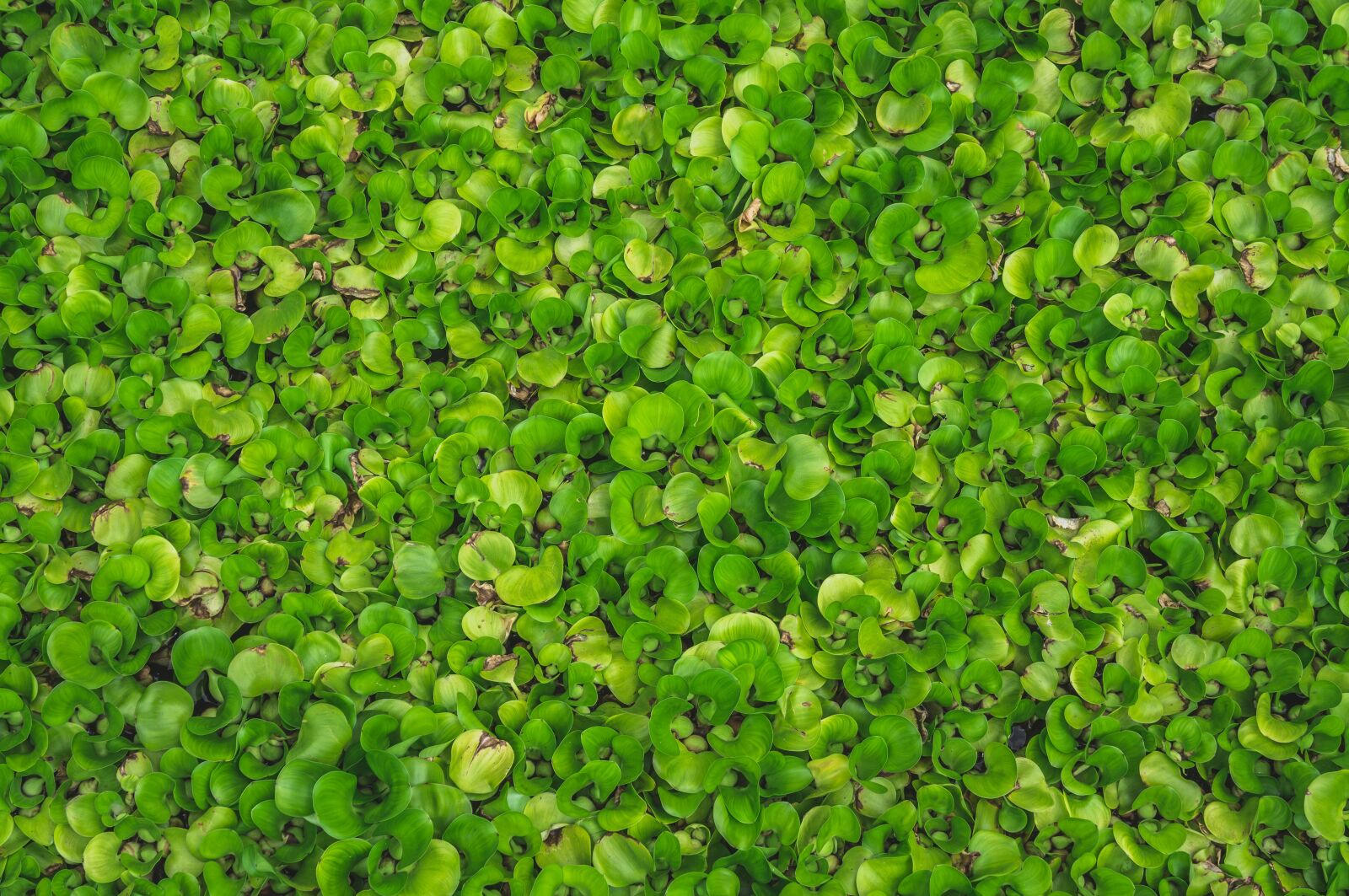 Sony Alpha NEX-5N sample photo. Plants, hyacinth, lotus photography
