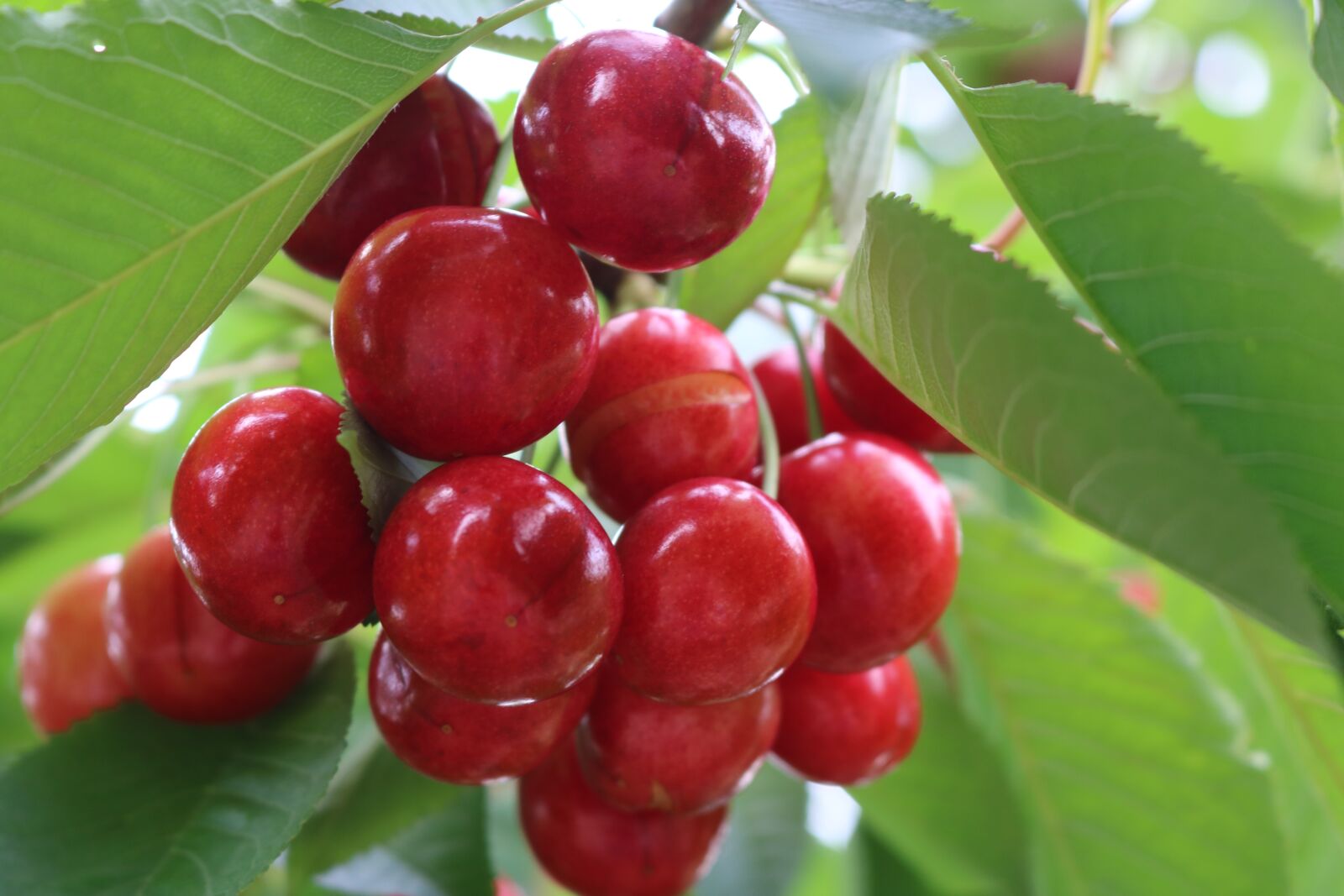 Canon EOS 750D (EOS Rebel T6i / EOS Kiss X8i) sample photo. Cherry, green photography