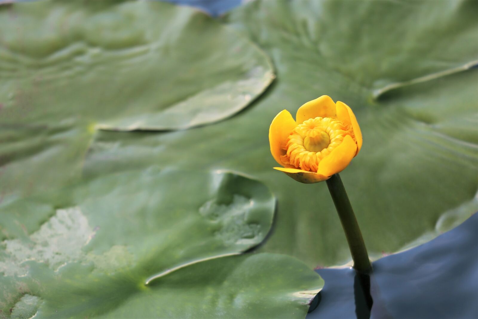 Canon EF 70-300 F4-5.6 IS II USM sample photo. Lake, water lily, yellow photography