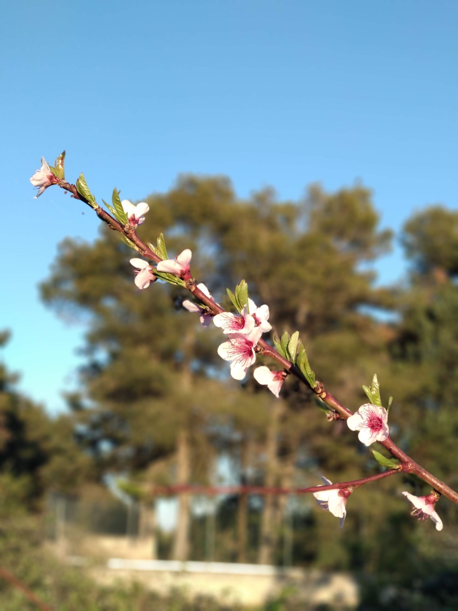 Xiaomi Mi A1 sample photo. Bloom, murgia, nature photography