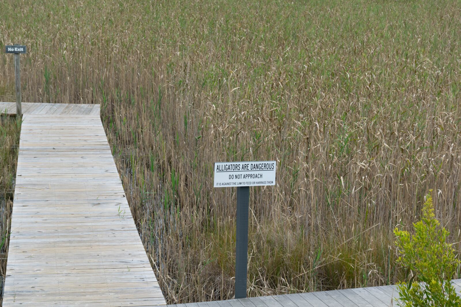 Nikon D5300 sample photo. Alligators, walkway, path photography