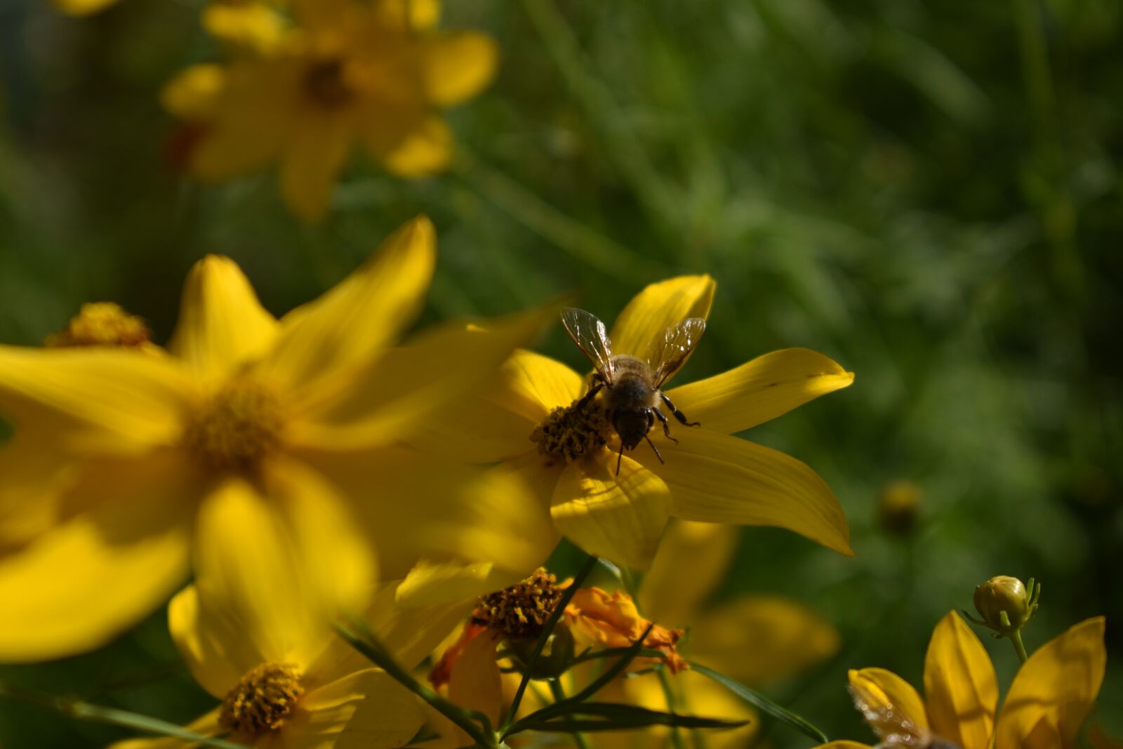 Nikon D3400 sample photo. Bee, flower, close up photography