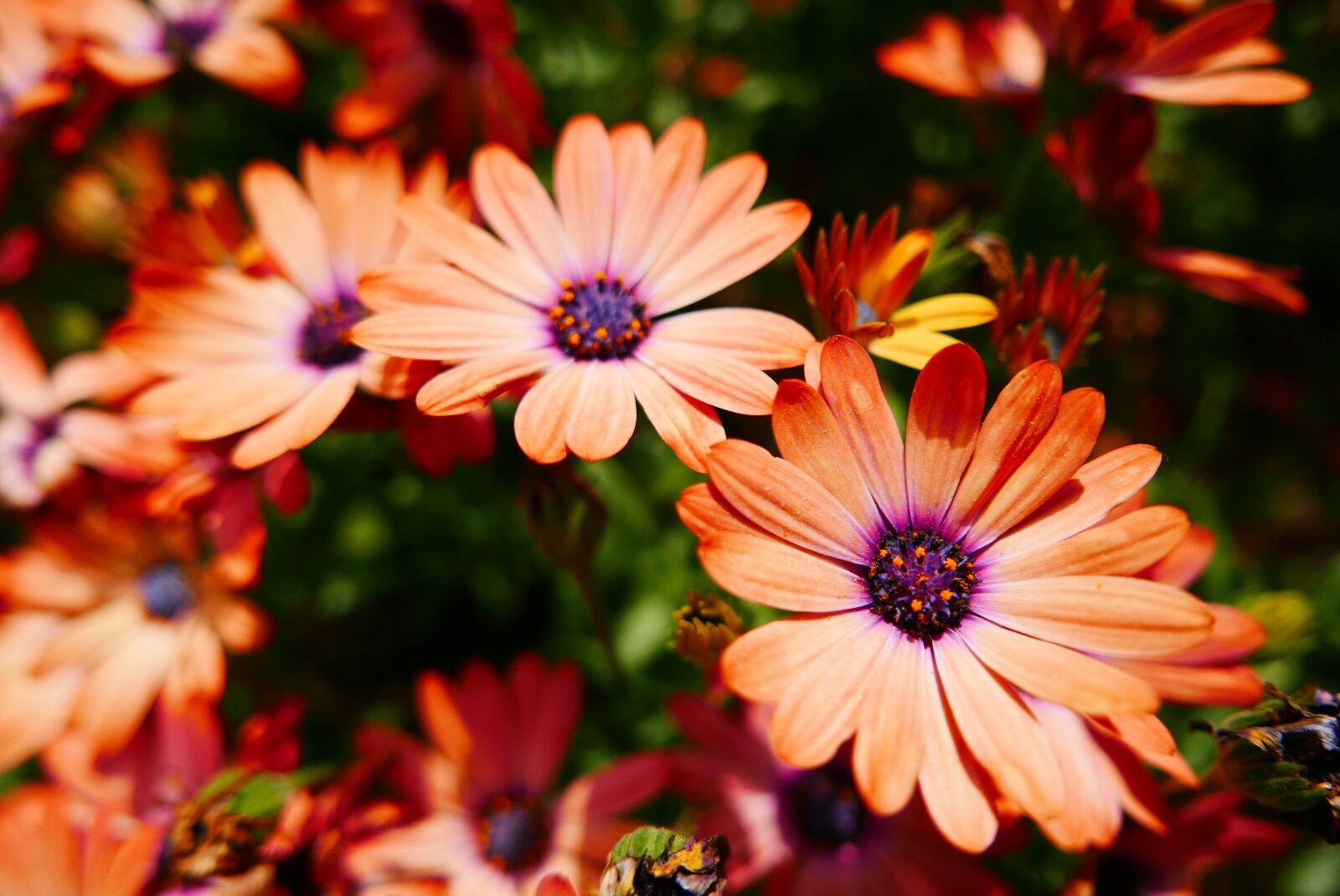 Leica D-Lux (Typ 109) sample photo. Flowers, orange flower, flower photography