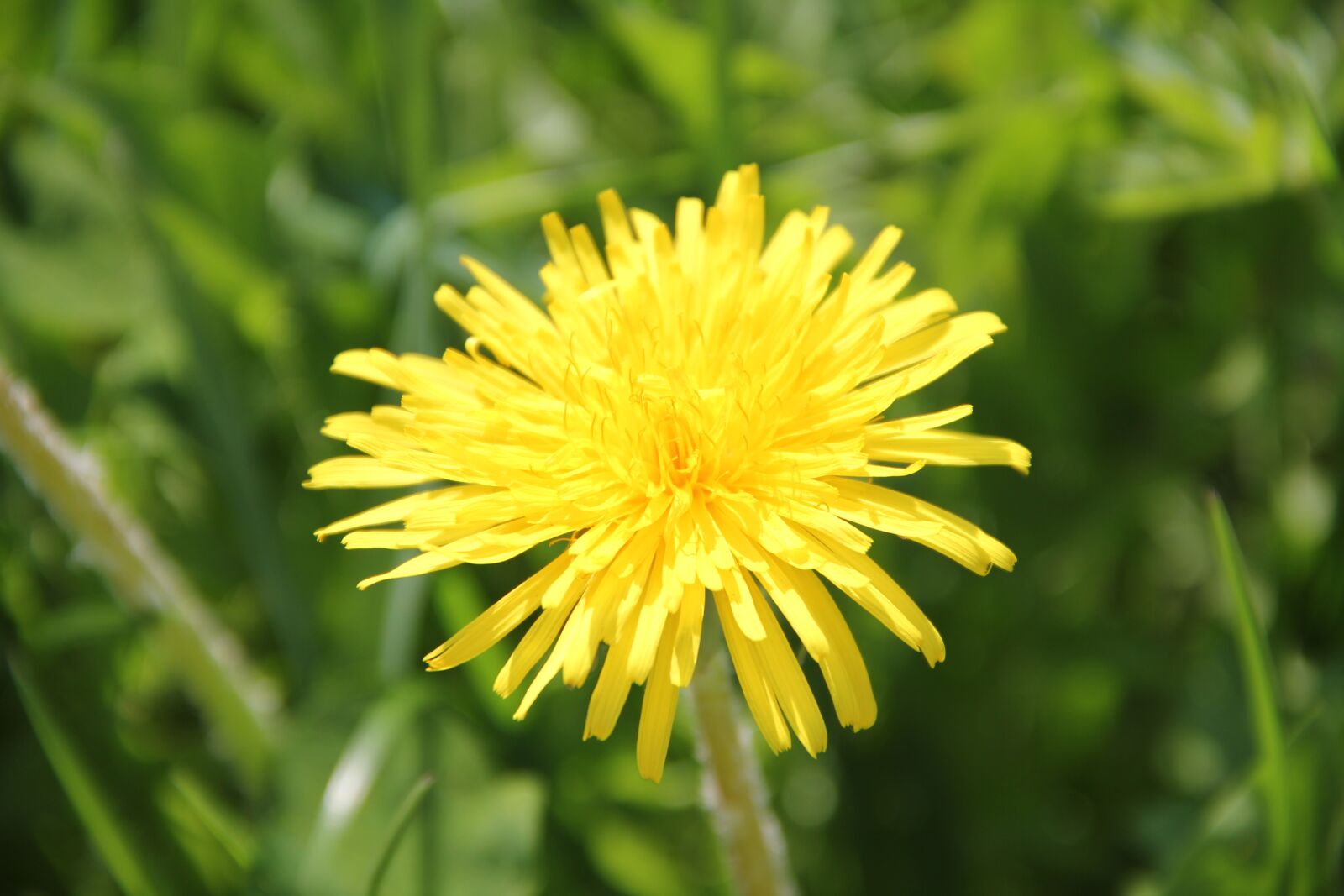 Canon EOS 550D (EOS Rebel T2i / EOS Kiss X4) sample photo. Dandelion, flower, plant photography