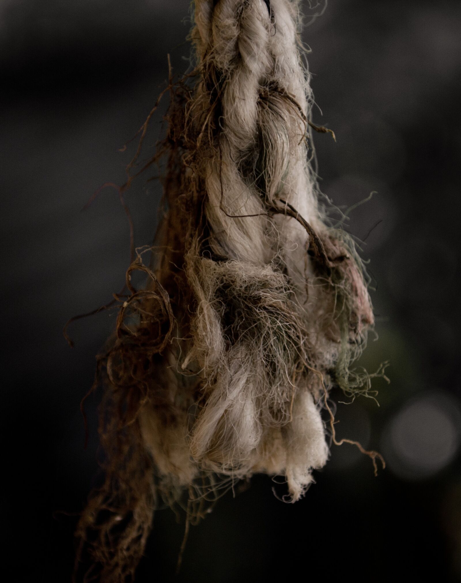 Nikon D3100 sample photo. Rope, cabulla, pita photography