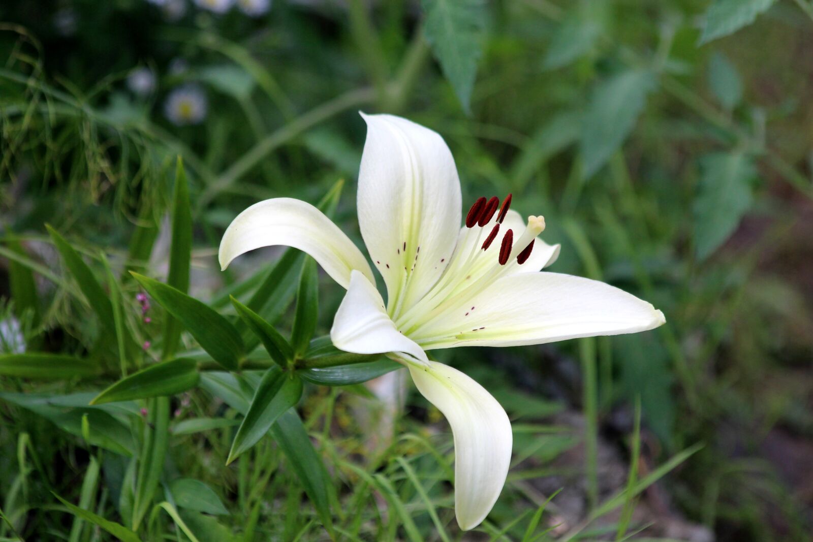 Canon EOS 650D (EOS Rebel T4i / EOS Kiss X6i) sample photo. Lily, white, nature photography