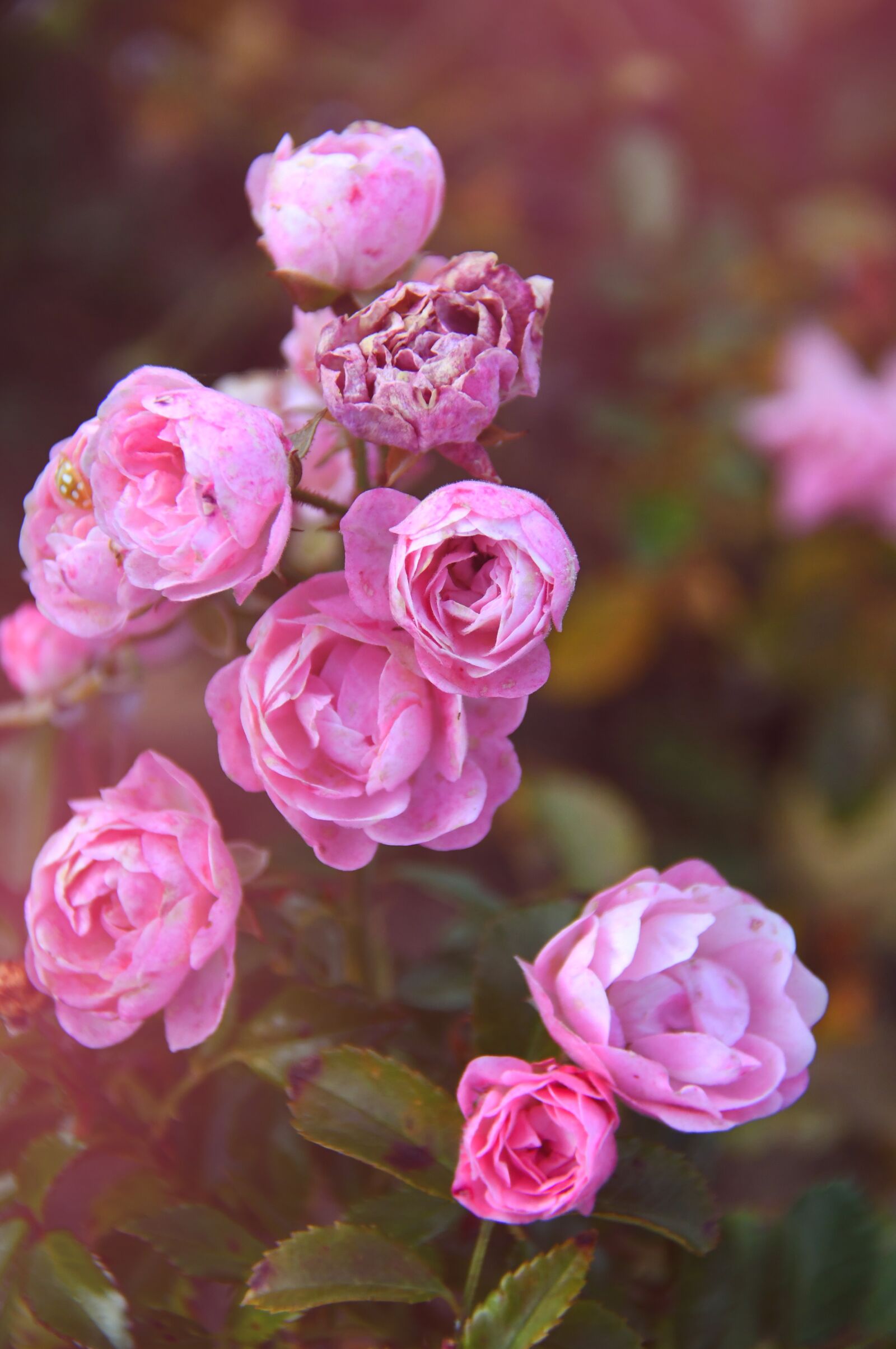 Nikon D3200 sample photo. Rose, autumn rose, petals photography