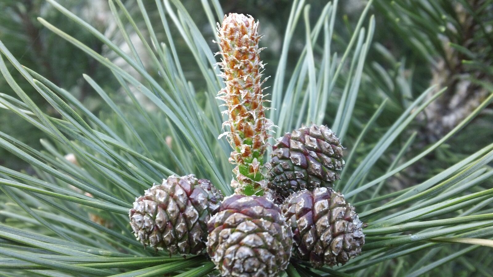 Sony MHS-TS20 sample photo. Cones, spruce, tree photography