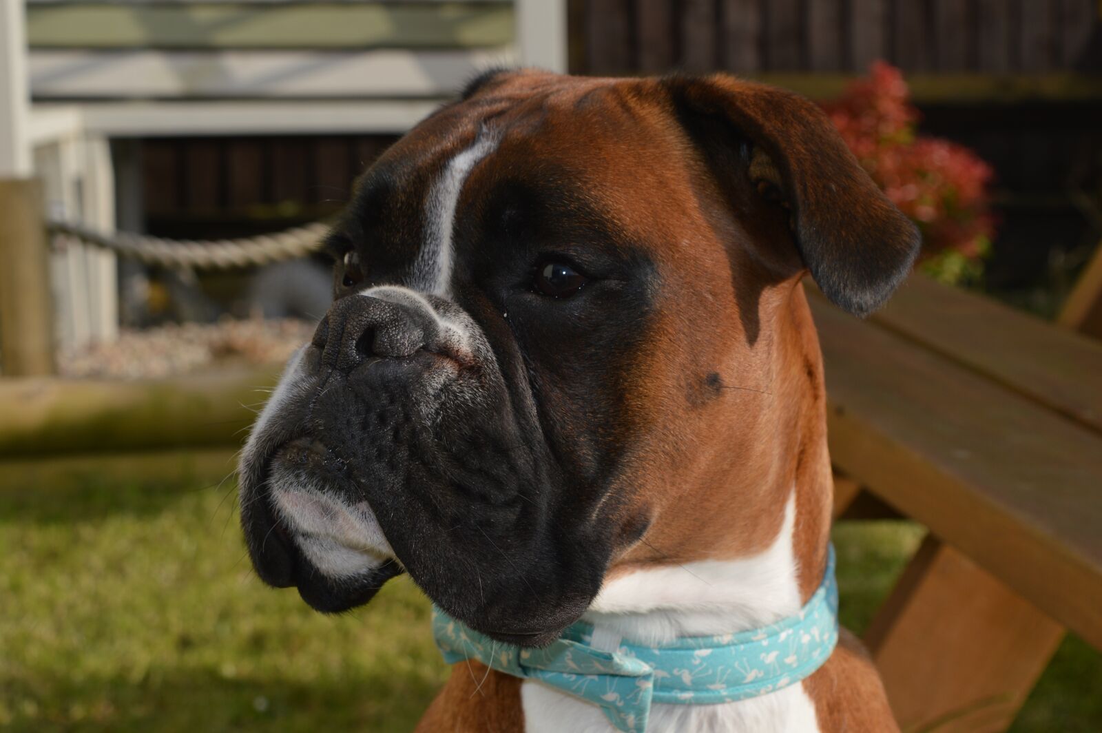 Nikon D3200 sample photo. Boxer dog, dog, pet photography