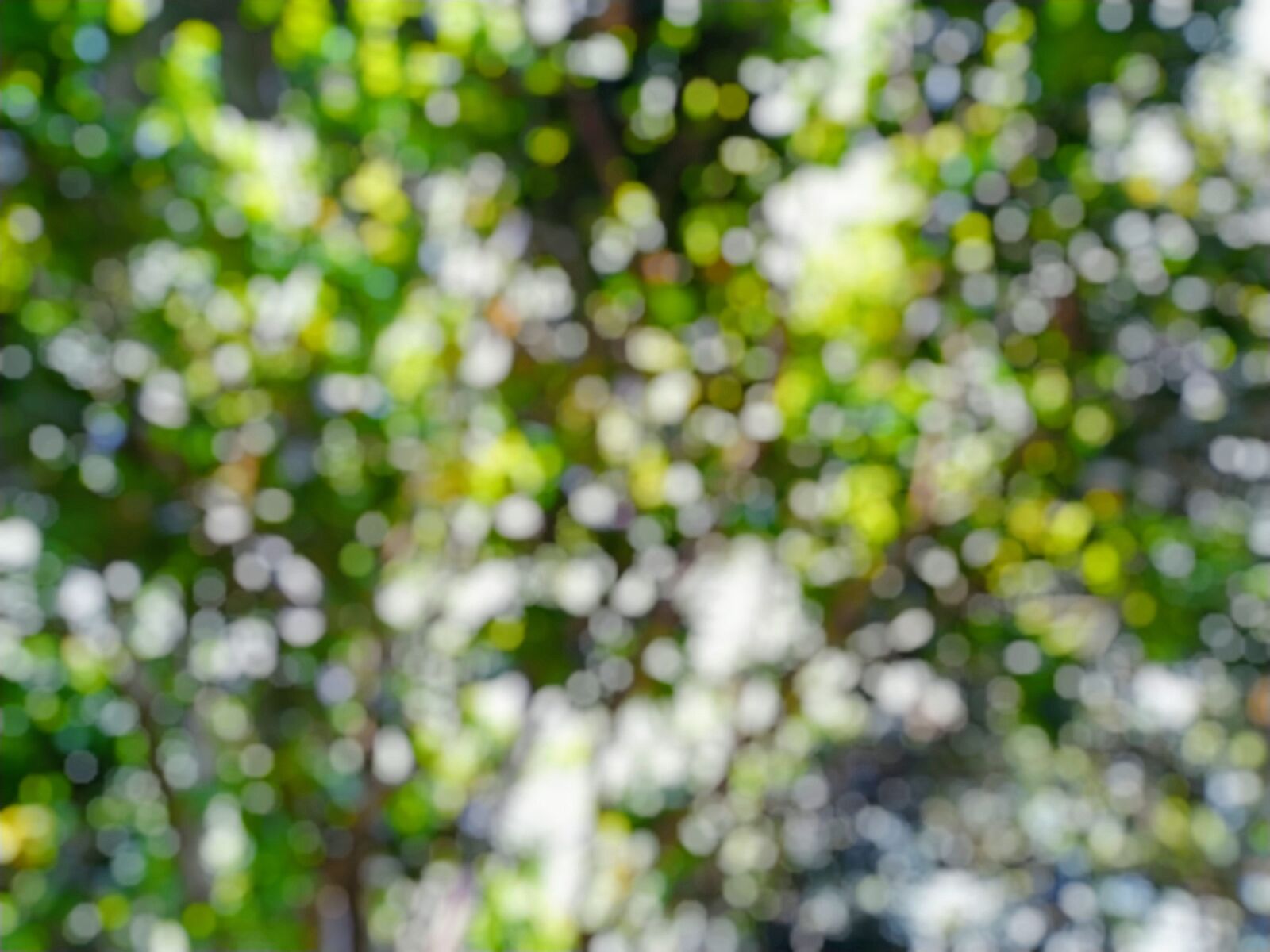 Xiaomi Mi A3 sample photo. Green, portrait, leafs photography