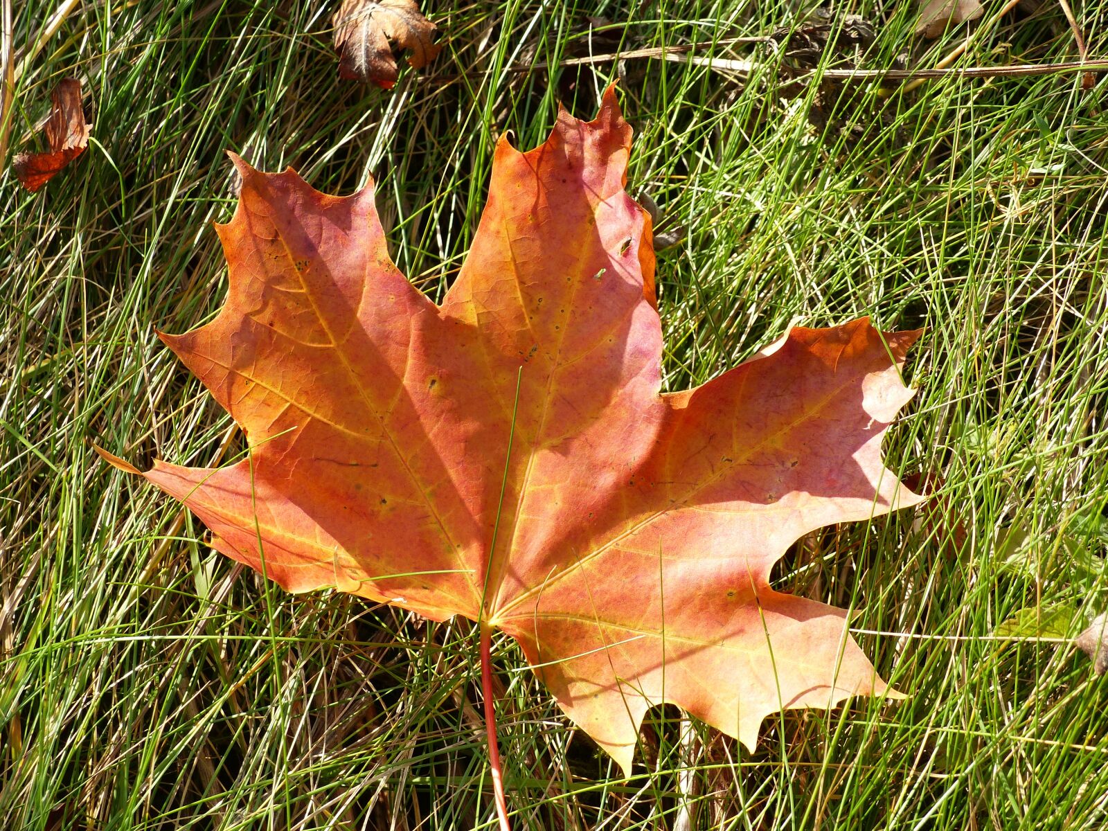 Panasonic Lumix DMC-FZ200 sample photo. Leaf, maple, autumn photography