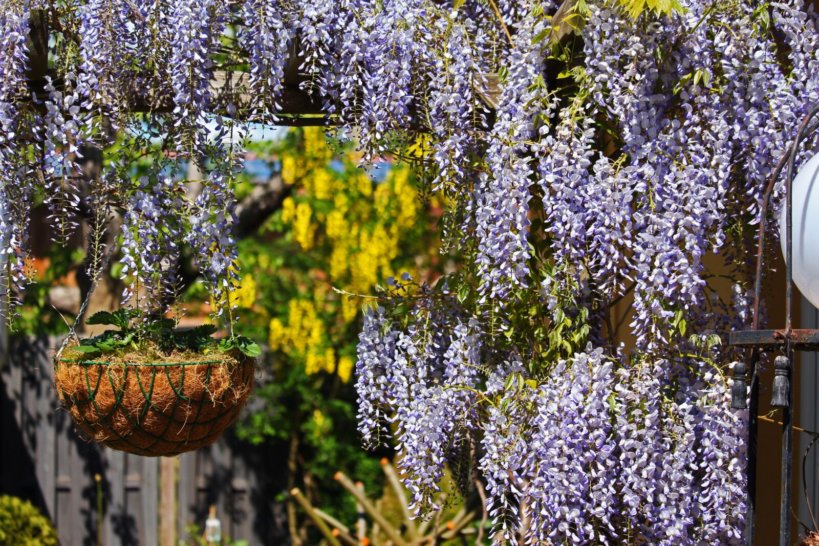 Canon EF-S 55-250mm F4-5.6 IS STM sample photo. Blue rain, creeper, laburnum photography