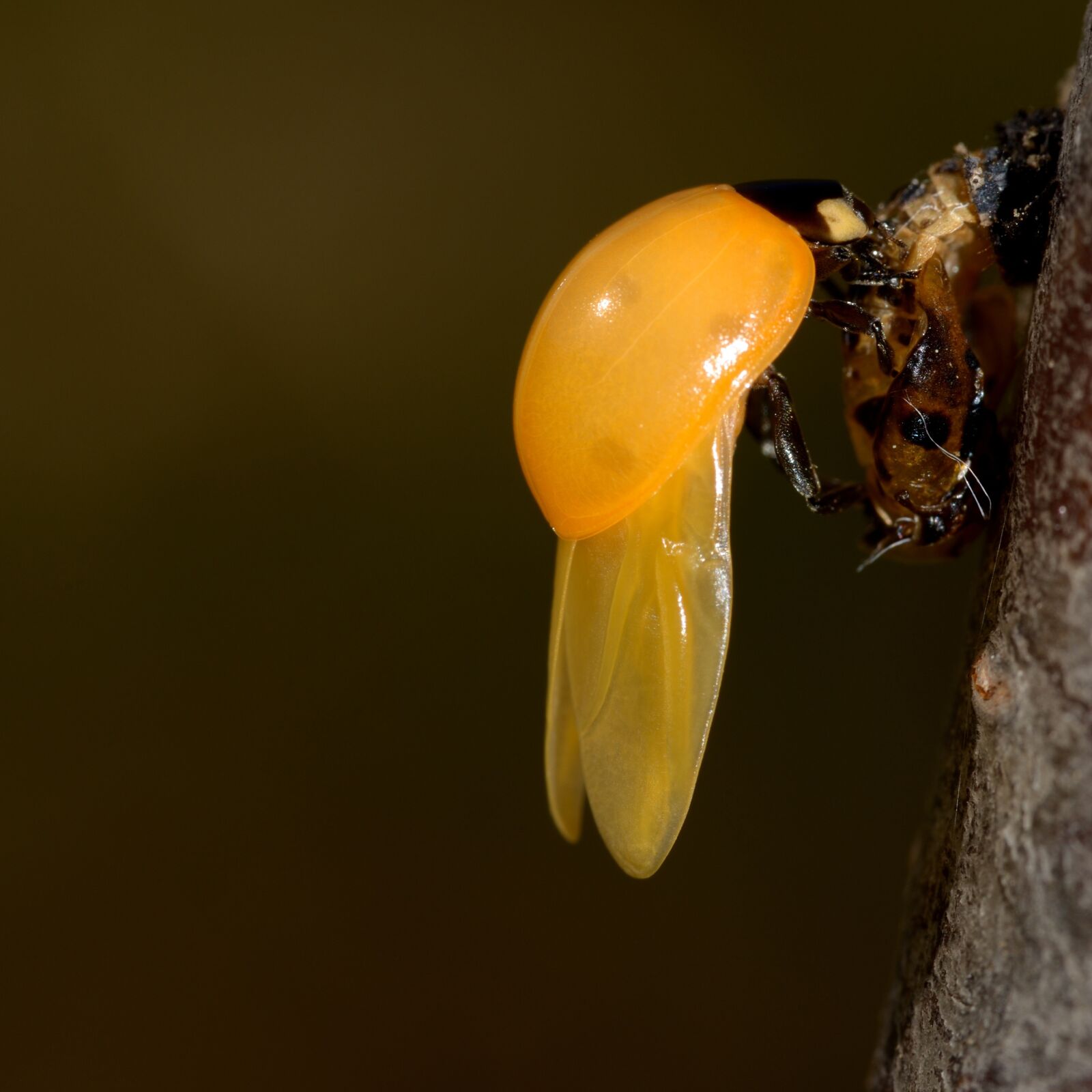 Nikon D610 sample photo. Birth, ladybug, yellow photography