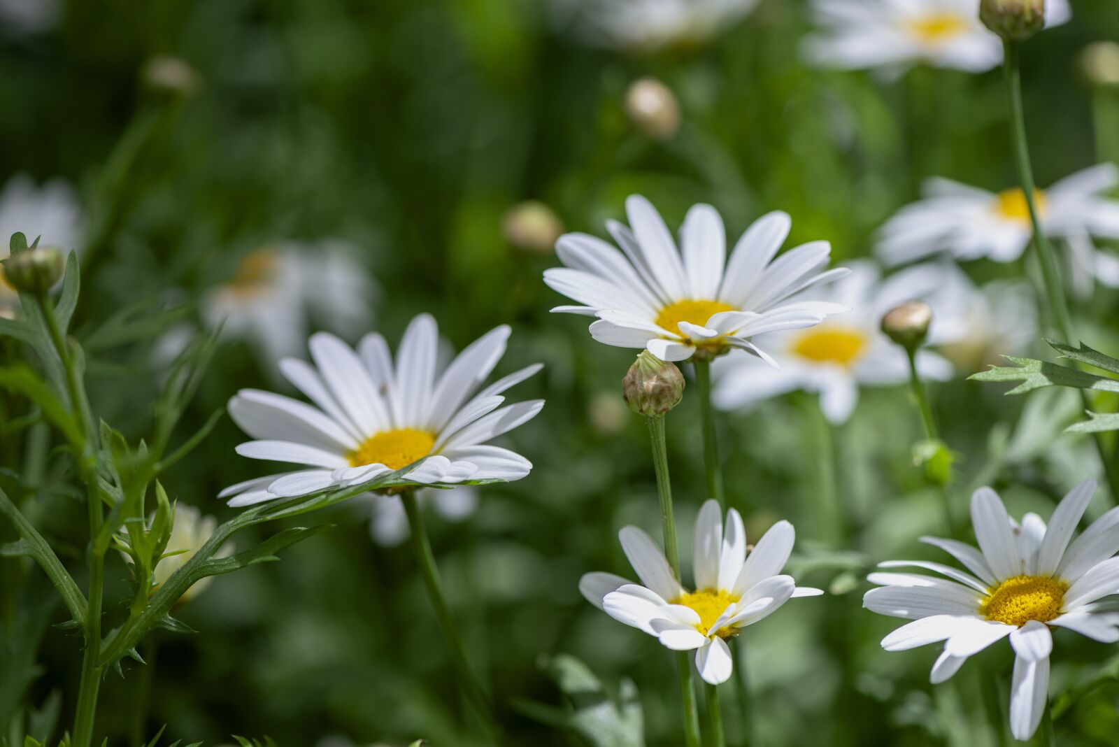 Nikon D610 sample photo. Daisies, spring, white photography