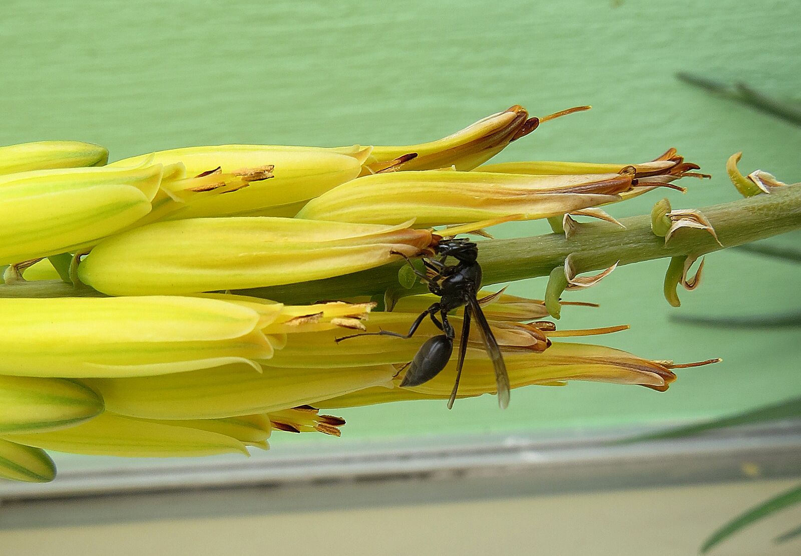 Canon PowerShot SX50 HS sample photo. Insect, wasp, salento photography