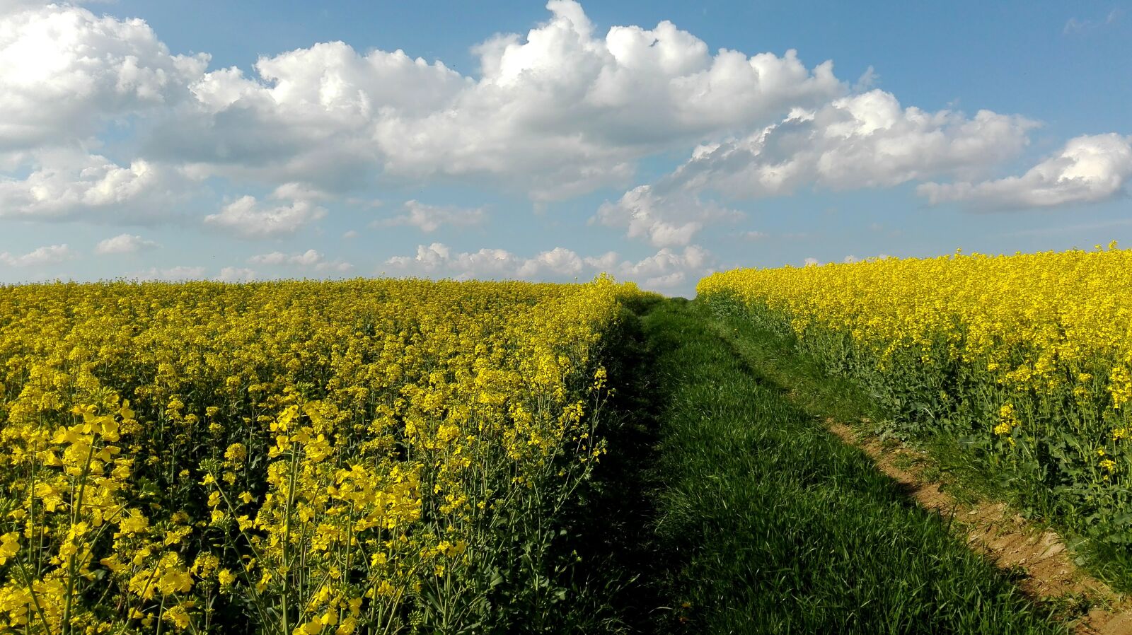 HUAWEI P8 Lite sample photo. Meadow, rapeseed, field photography