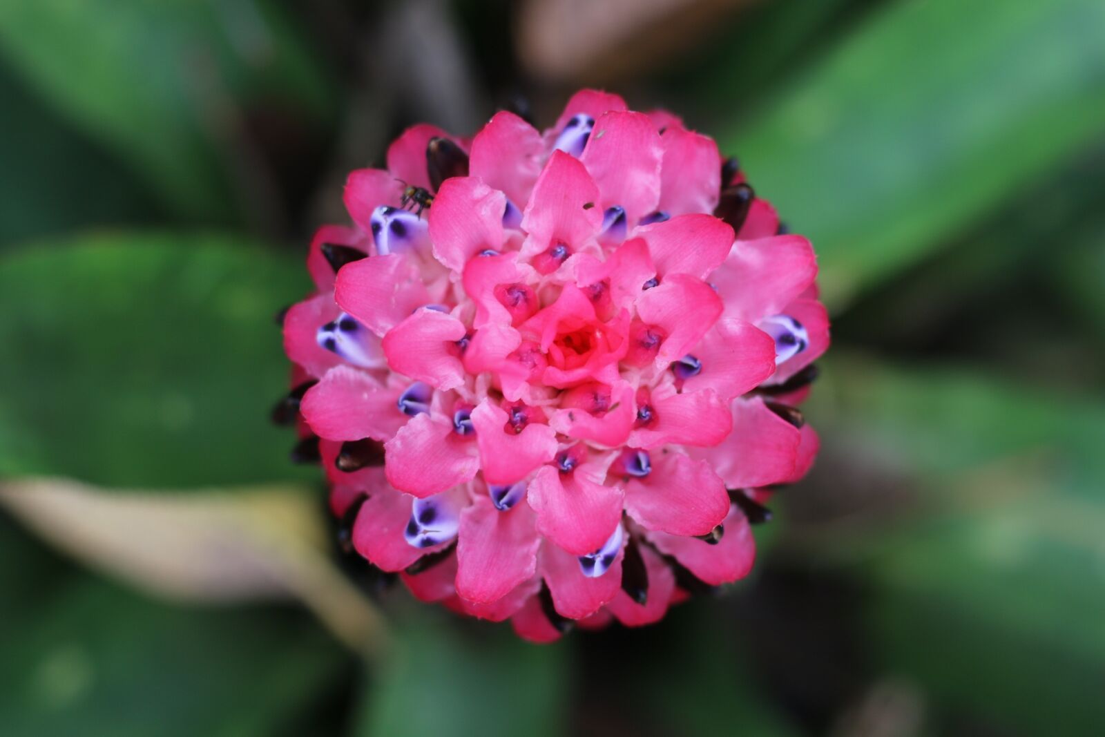 Canon EOS 70D + Canon EF 50mm F1.8 STM sample photo. Bromeliad, flower of bromeliad photography