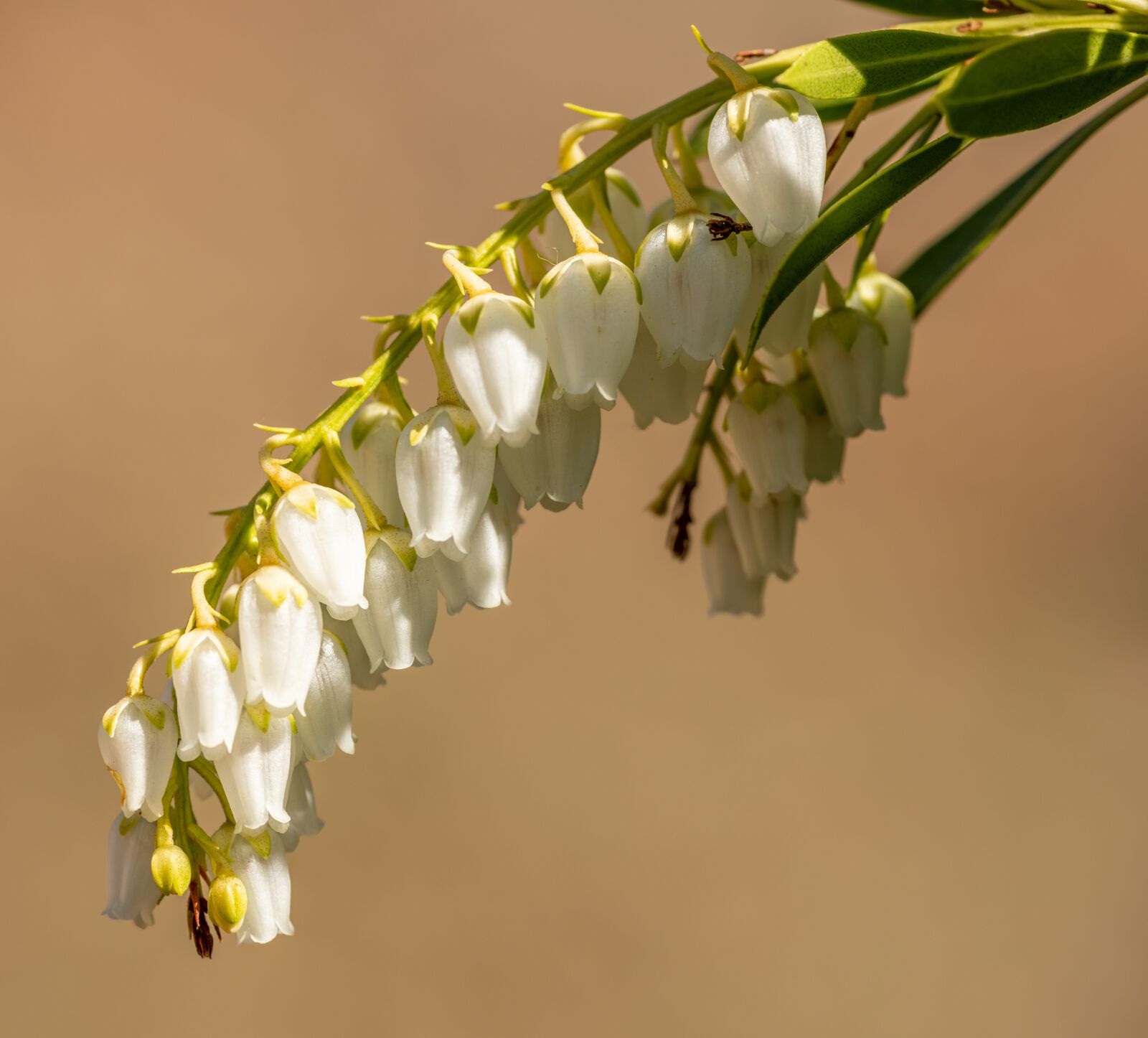 Nikon D850 sample photo. Lily of the valley photography
