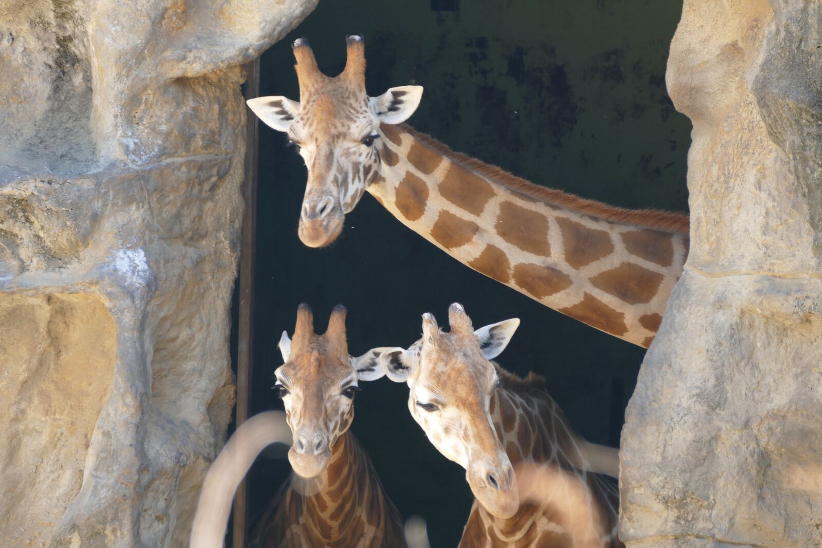 Panasonic Lumix DMC-FZ1000 sample photo. Giraffes, zoo, animal photography