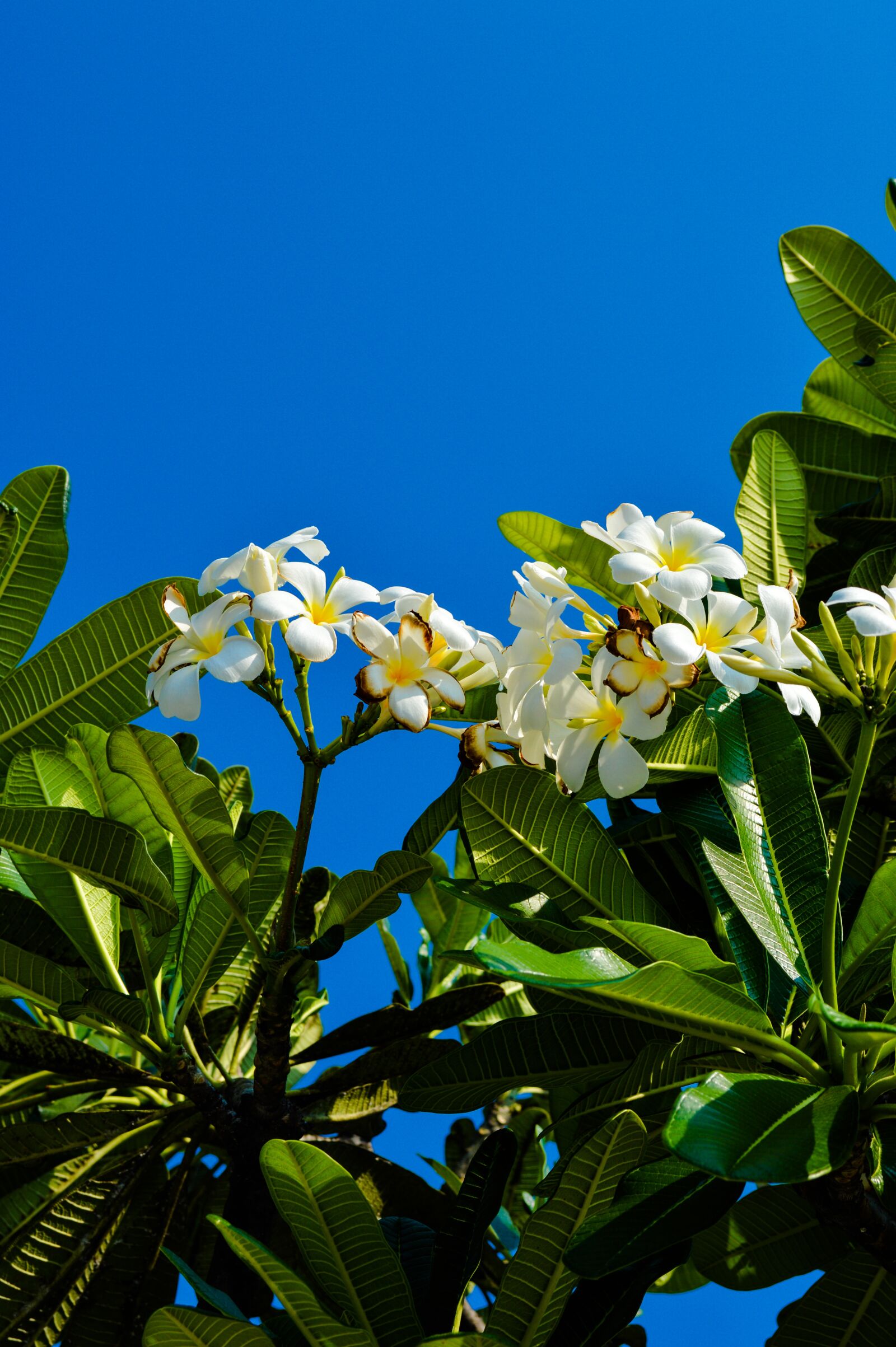 Nikon D3200 sample photo. Asia, east, flowers photography