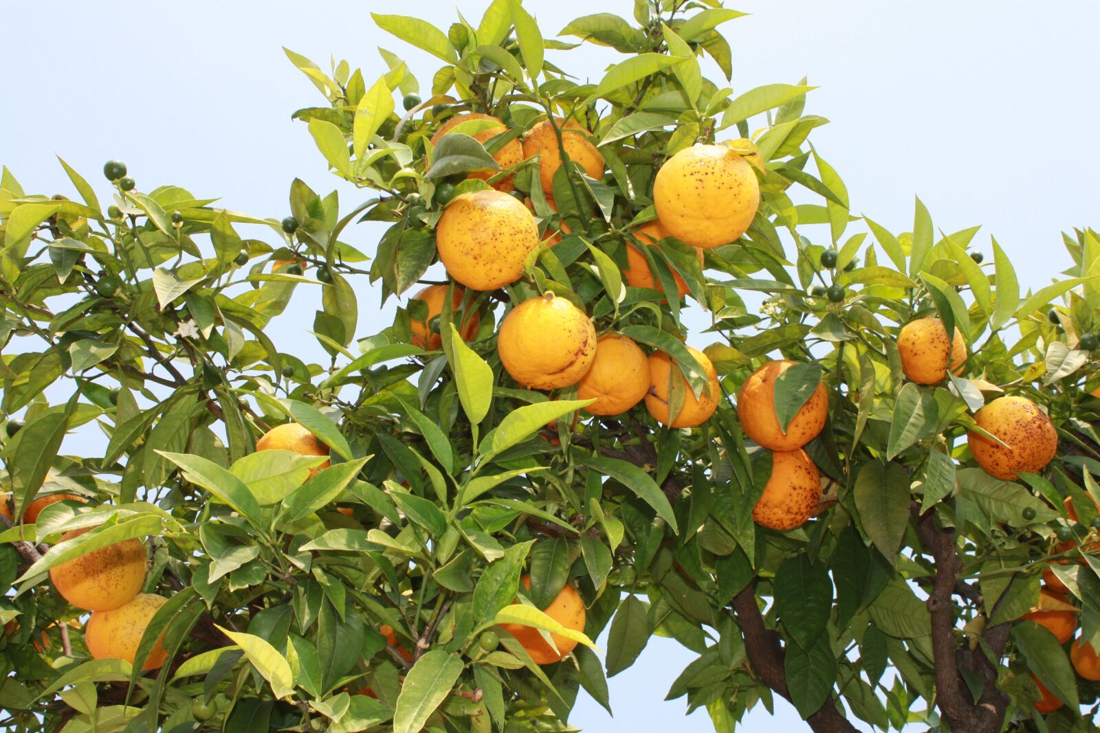 Canon EOS 450D (EOS Rebel XSi / EOS Kiss X2) sample photo. Nature, oranges, italy photography