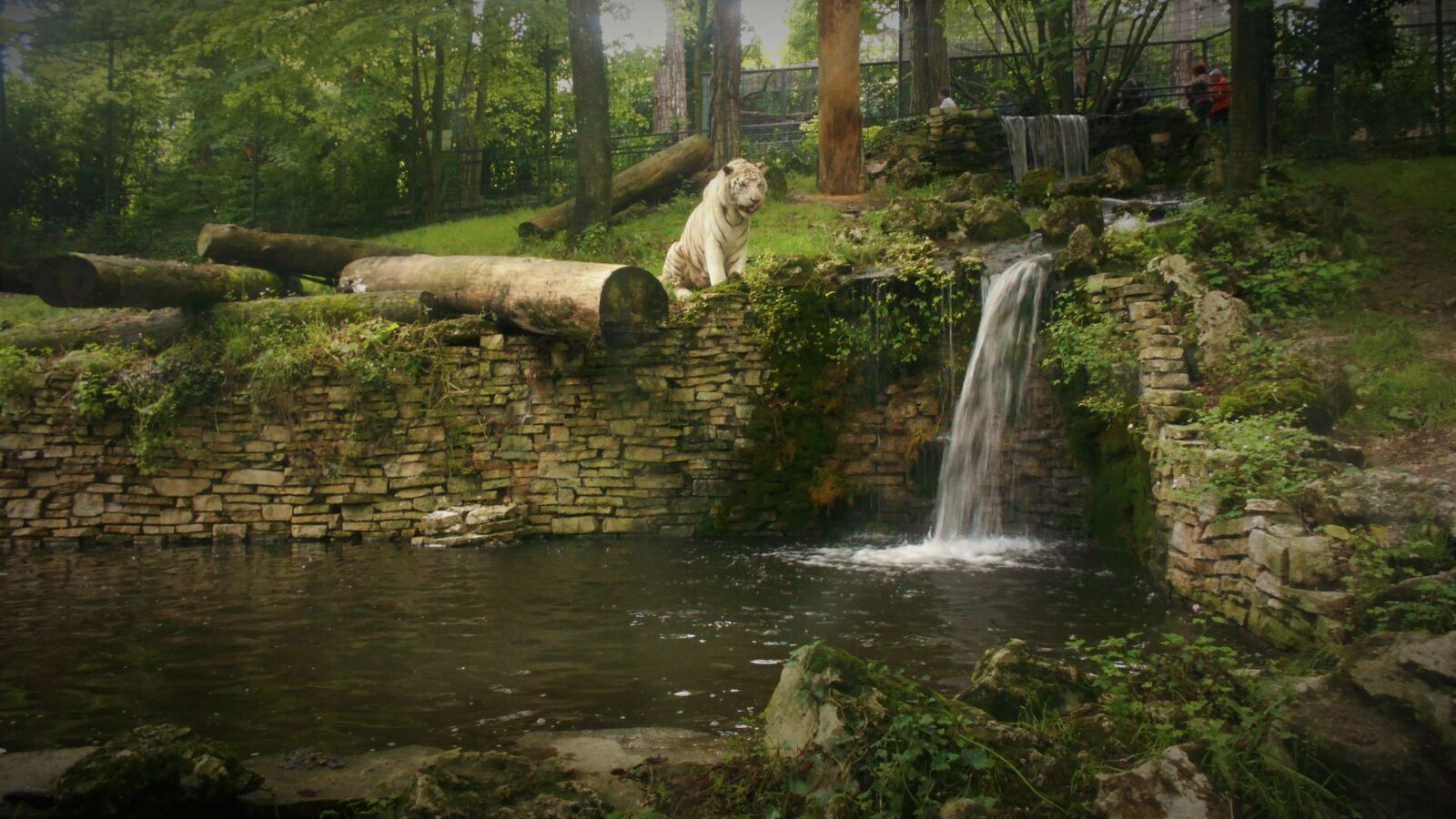Nikon Coolpix S2900 sample photo. White tiger, cascade, nature photography