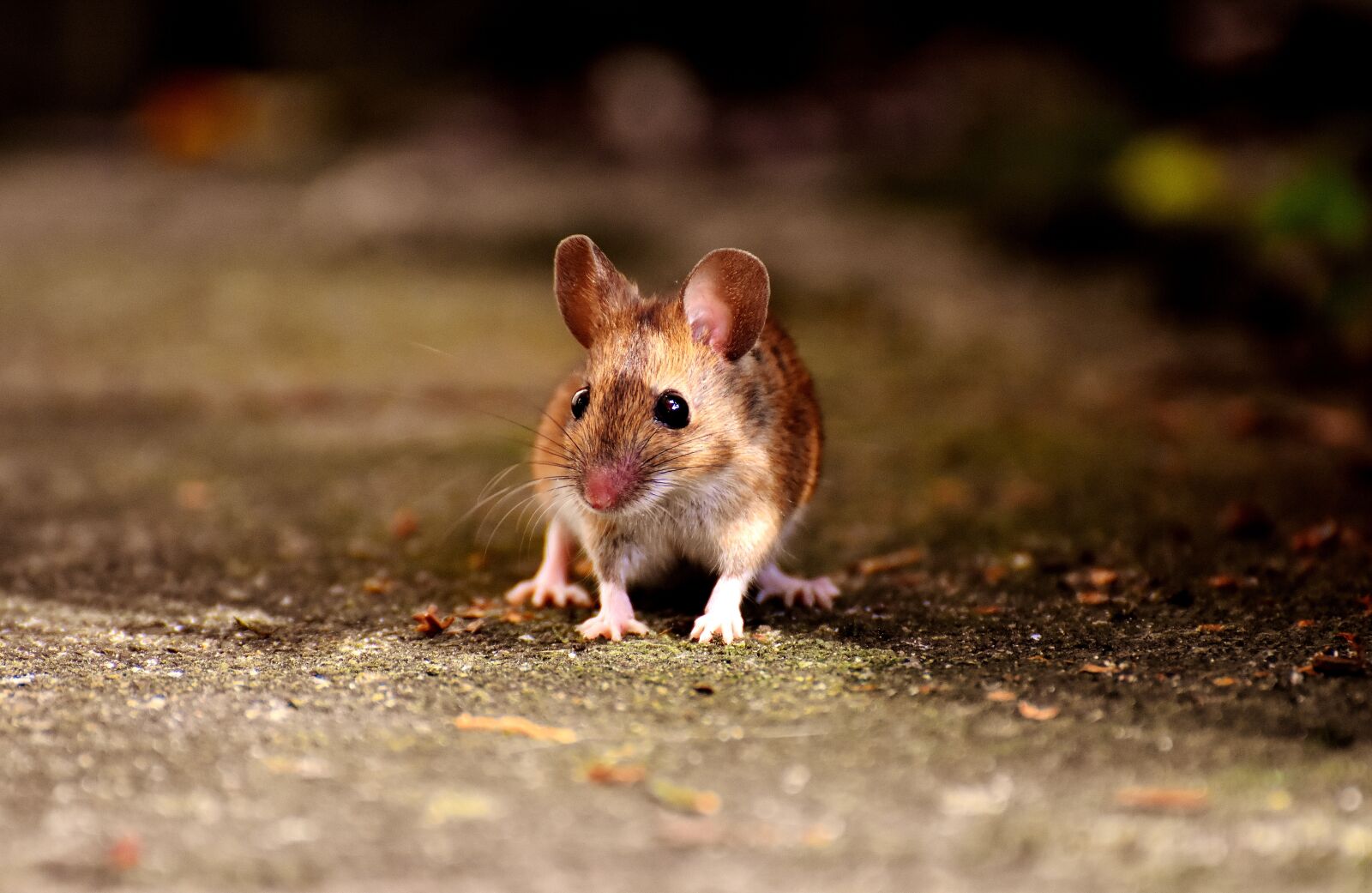Nikon D7200 sample photo. Mouse, rodent, cute photography