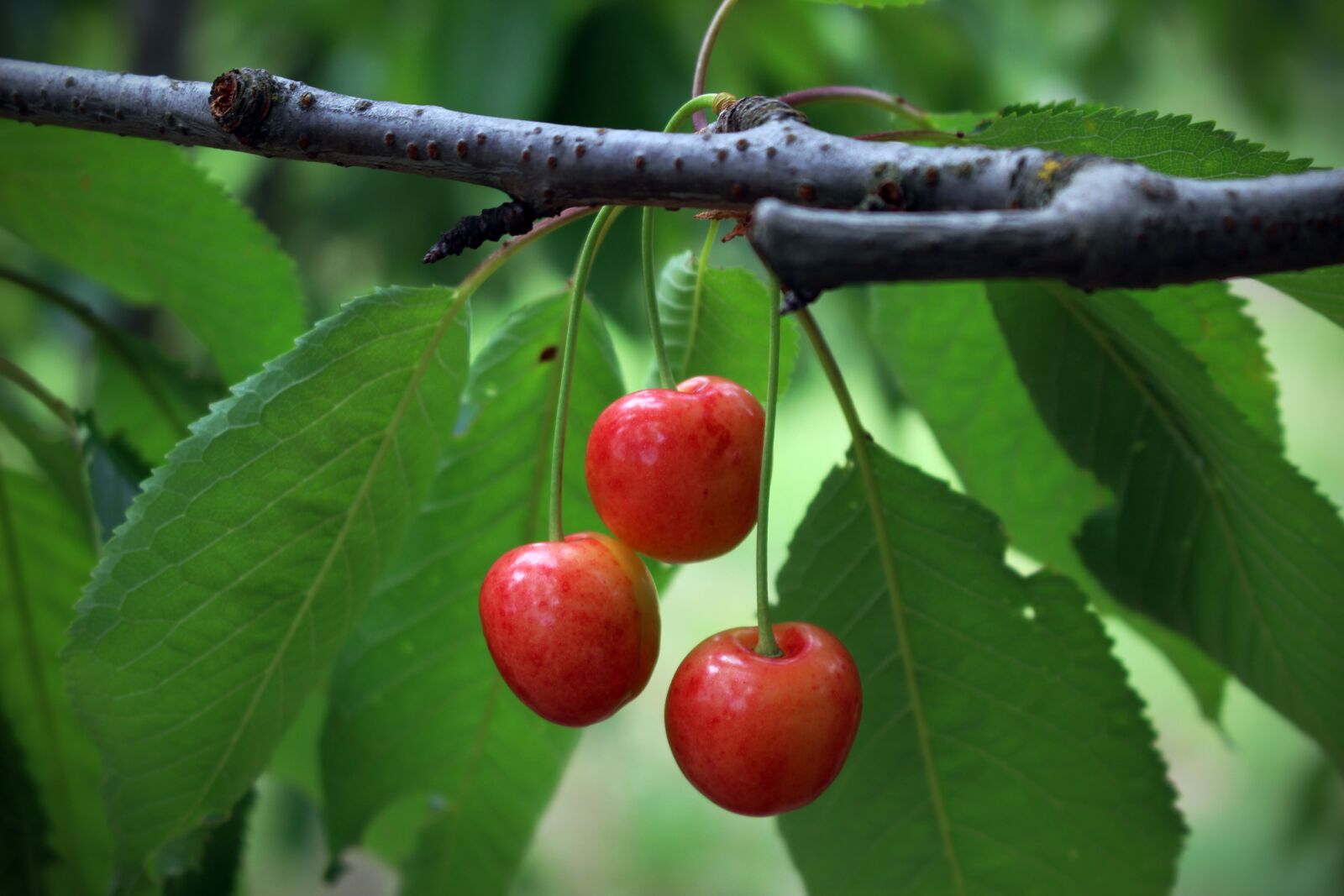 Canon EOS 100D (EOS Rebel SL1 / EOS Kiss X7) sample photo. Cherries, fruit, summer photography