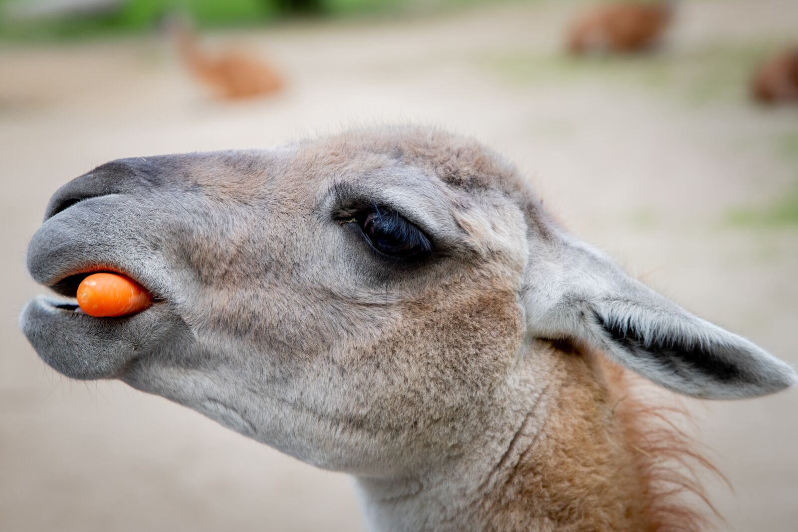 Tamron SP 24-70mm F2.8 Di VC USD sample photo. Nature, animal, animal world photography