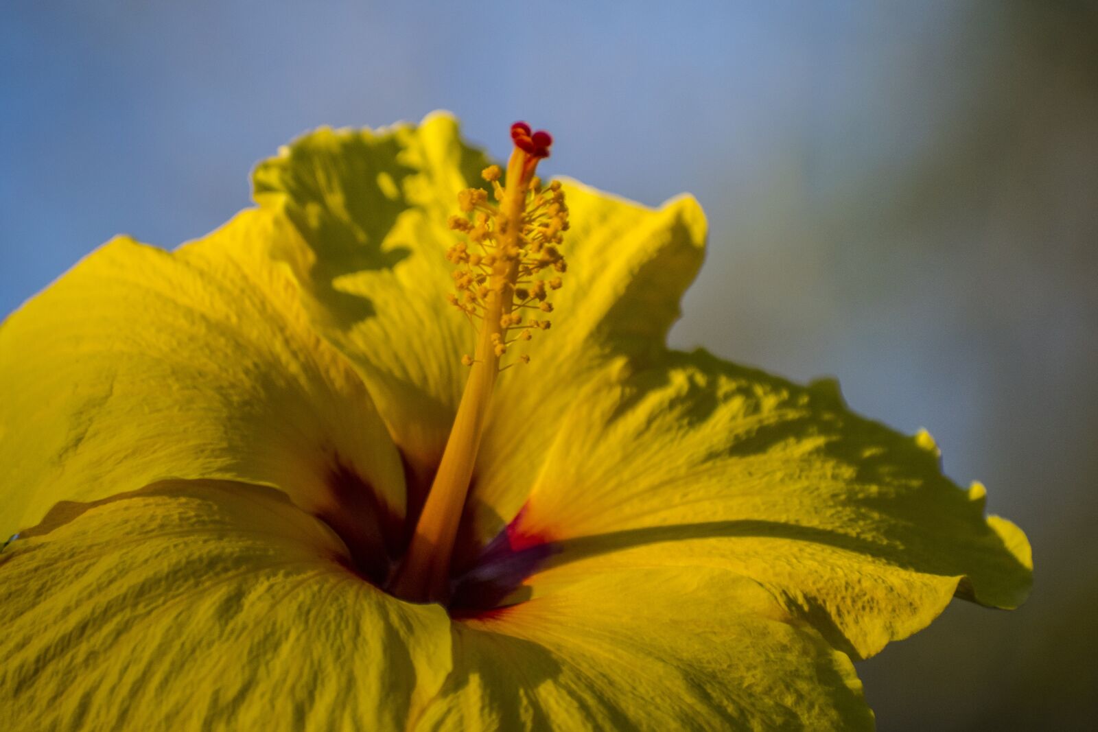 Nikon D5300 sample photo. Yellow, hibiscus, depth of photography