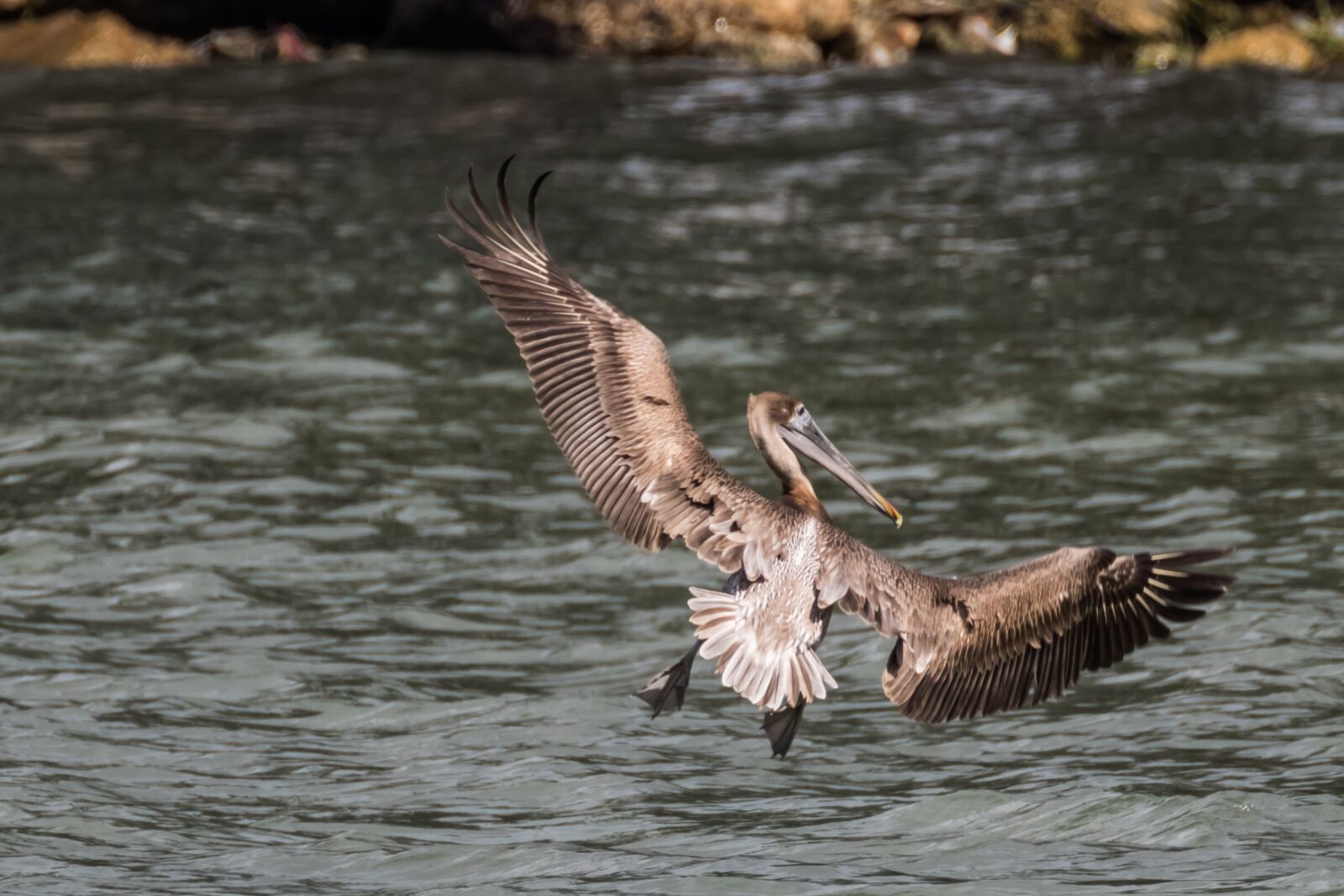 Canon EOS 7D Mark II sample photo. Cuba, havana, brown pelican photography