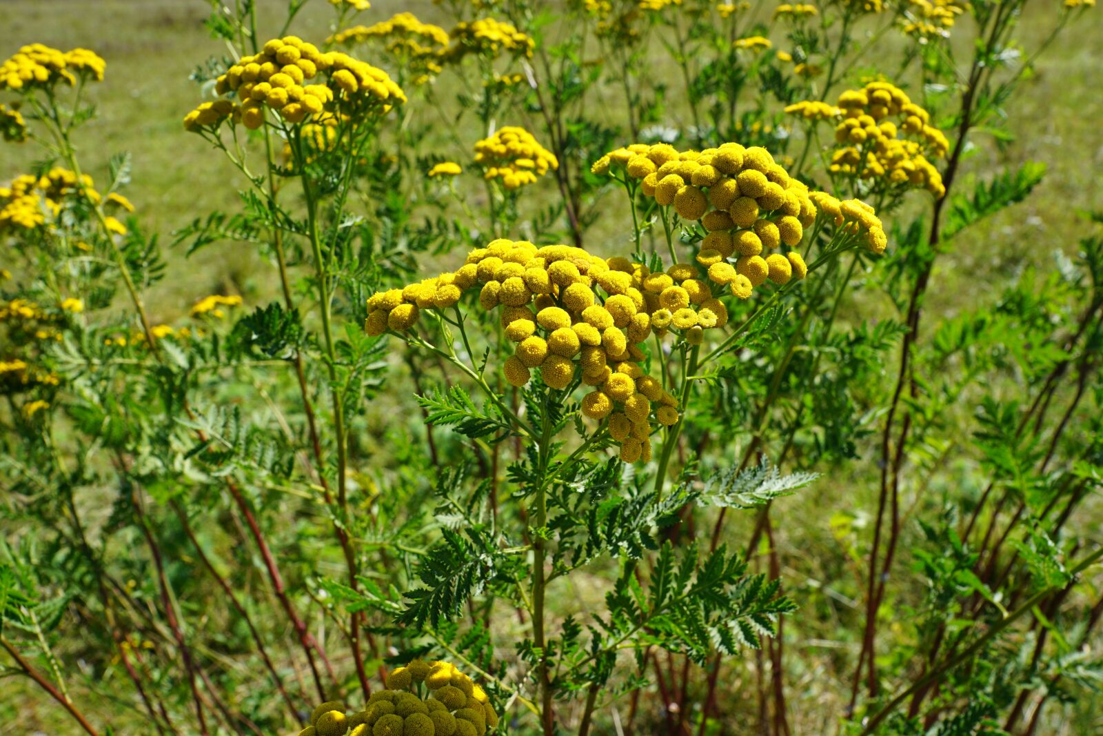 Sony DT 16-50mm F2.8 SSM sample photo. Tansy, flower, yellow photography