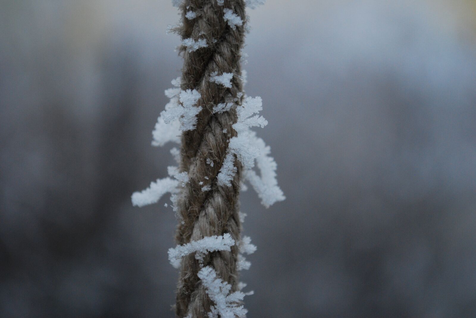 Nikon D60 sample photo. Winter, frost, icing photography