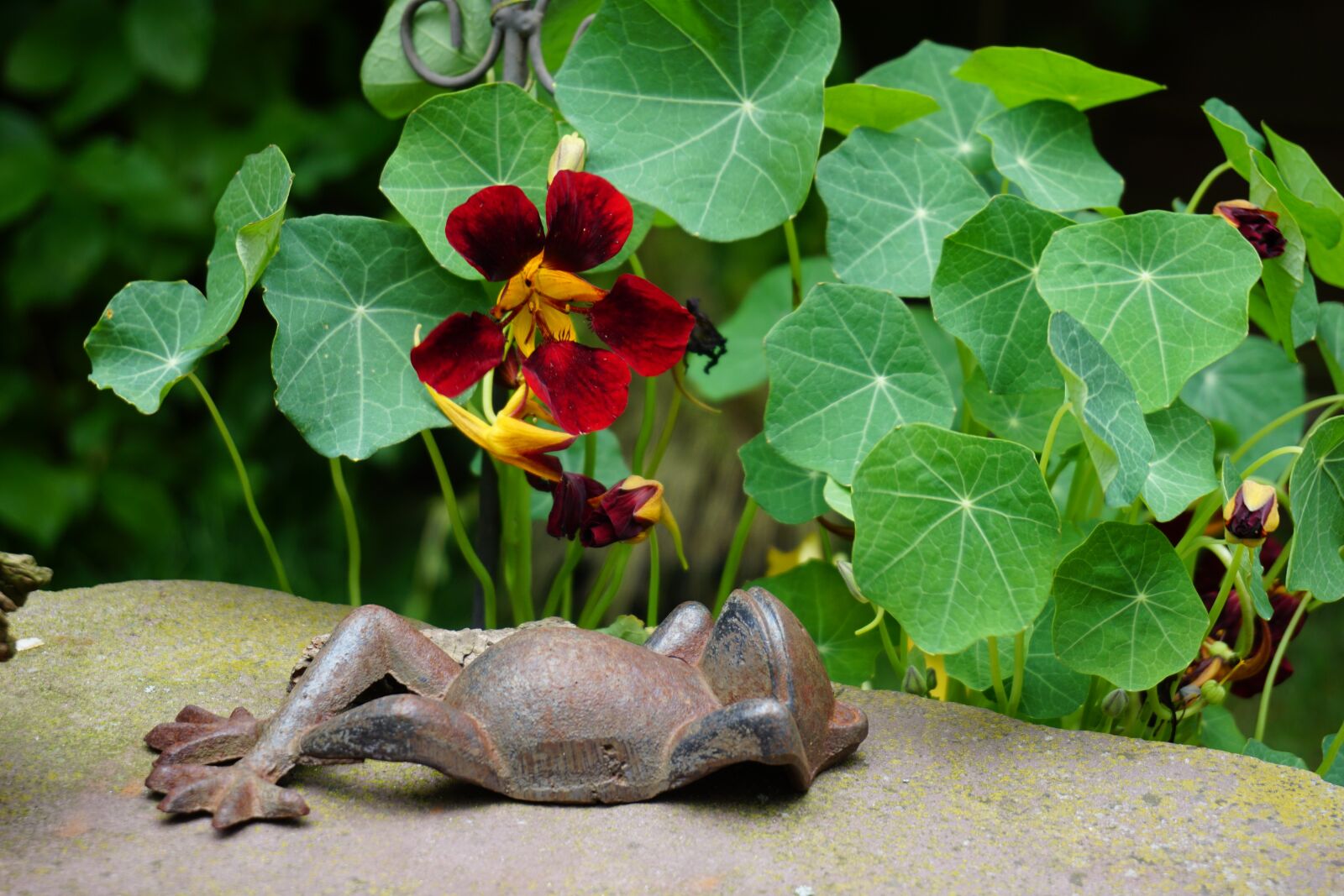 Sony a6000 sample photo. Frog, summer, nasturtium photography