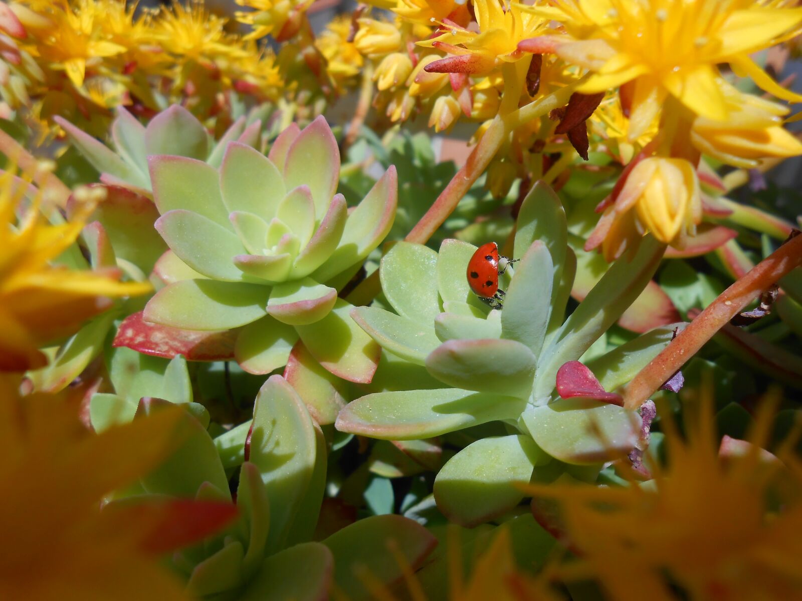Nikon Coolpix S3300 sample photo. Ladybug, nature, insect photography