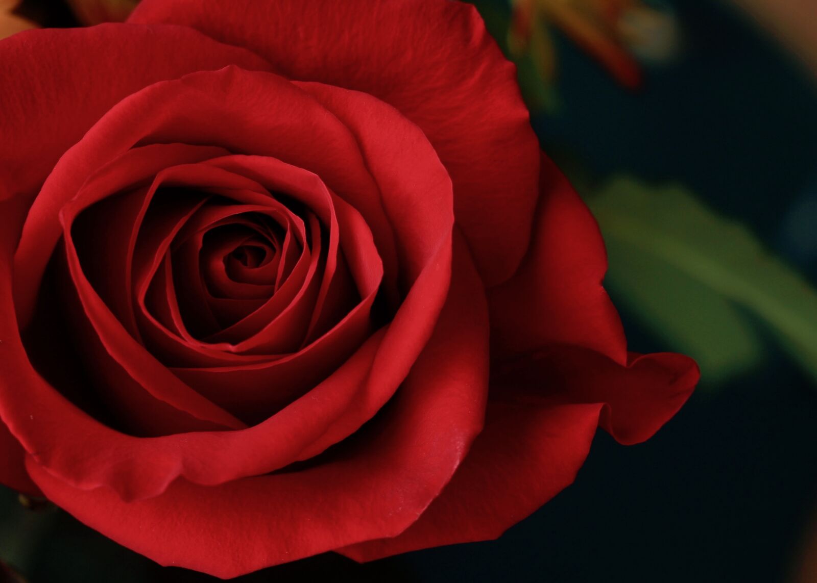 Canon EOS 550D (EOS Rebel T2i / EOS Kiss X4) sample photo. Rose, red, flower photography