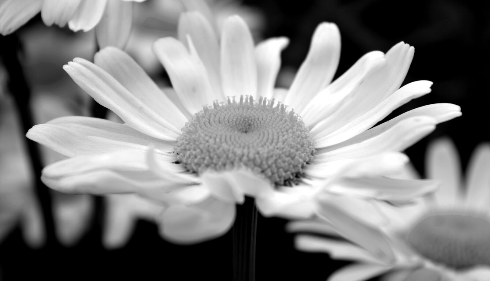 Nikon D3200 sample photo. Blossom, bloom, marguerite photography