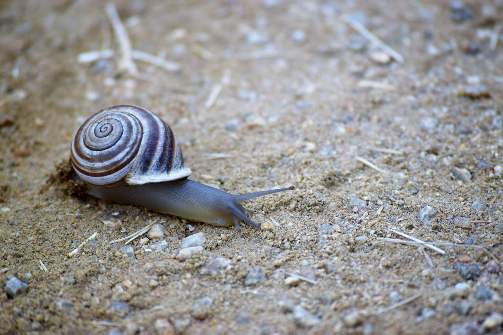 Nikon D3300 sample photo. Snail, nature, slowly photography