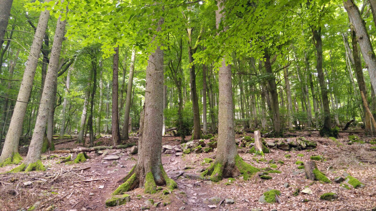 LG G4 sample photo. Germany, taunus, forest photography
